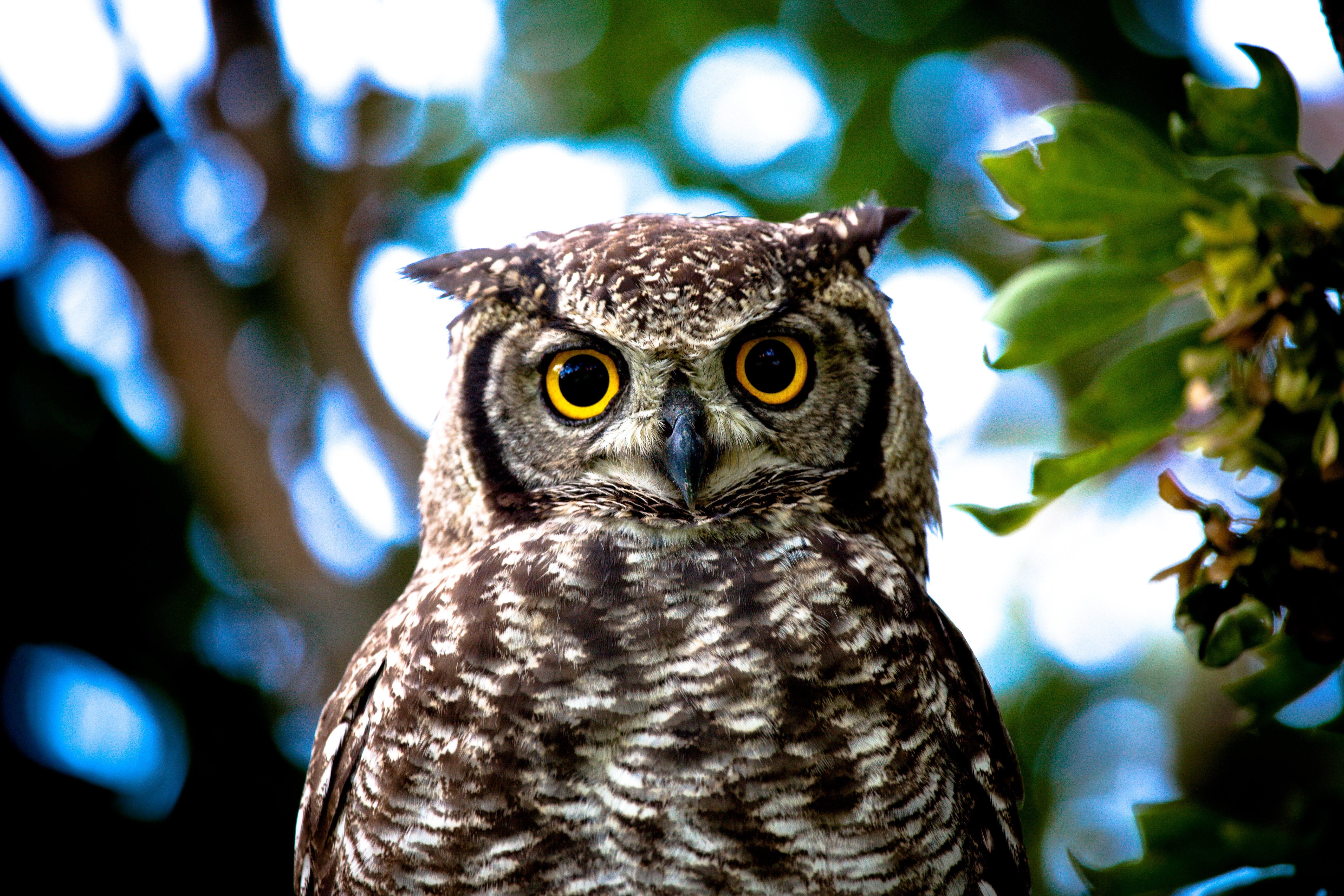 eagle Owl, animal Eye, portrait, animal body part, looking, animal, nature, eyes, beak, animal wildlife, staring, 5K, black Color, outdoors, vertebrate, HD Wallpaper