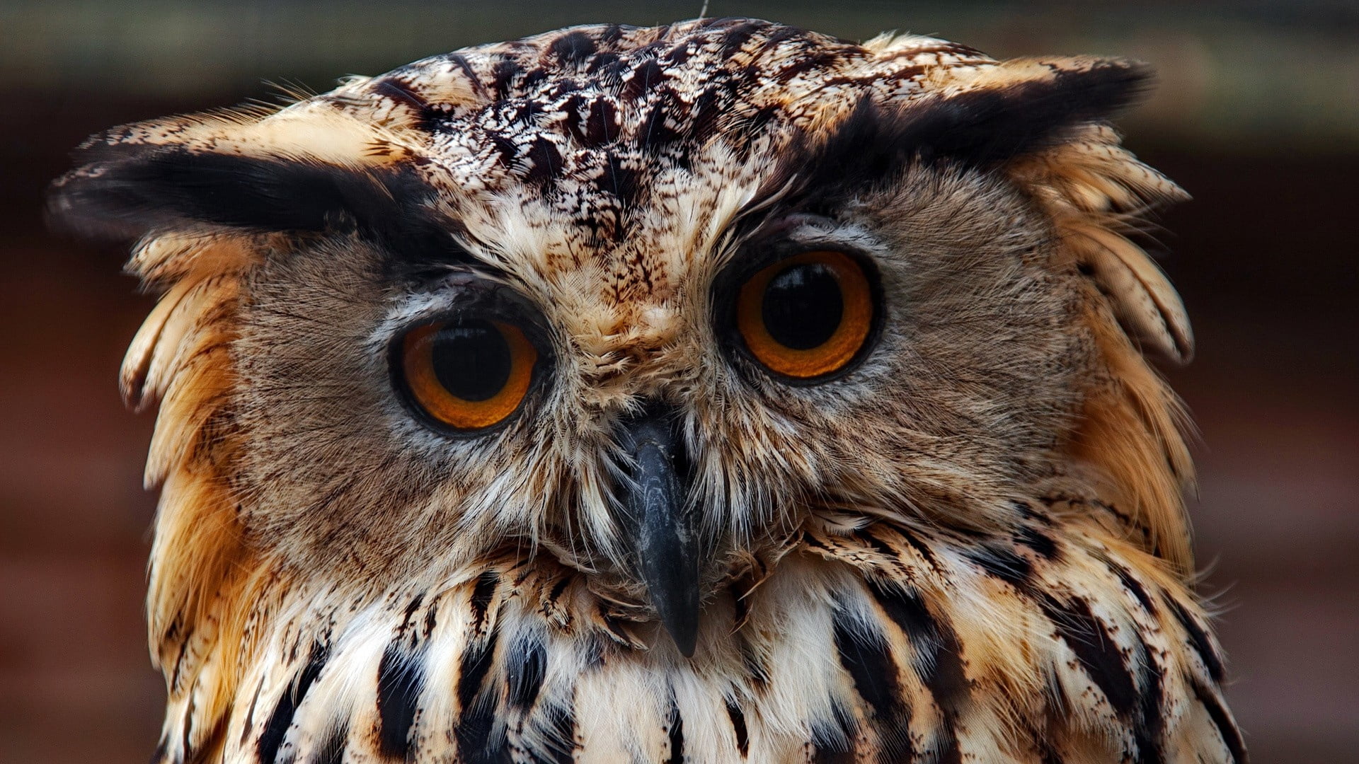 brown, animals In The Wild, day, yellow eyes, bird, wildlife, staring, looking, human Face, bird of Prey, animal themes, eagle Owl, nature, eye, animal wildlife, HD Wallpaper