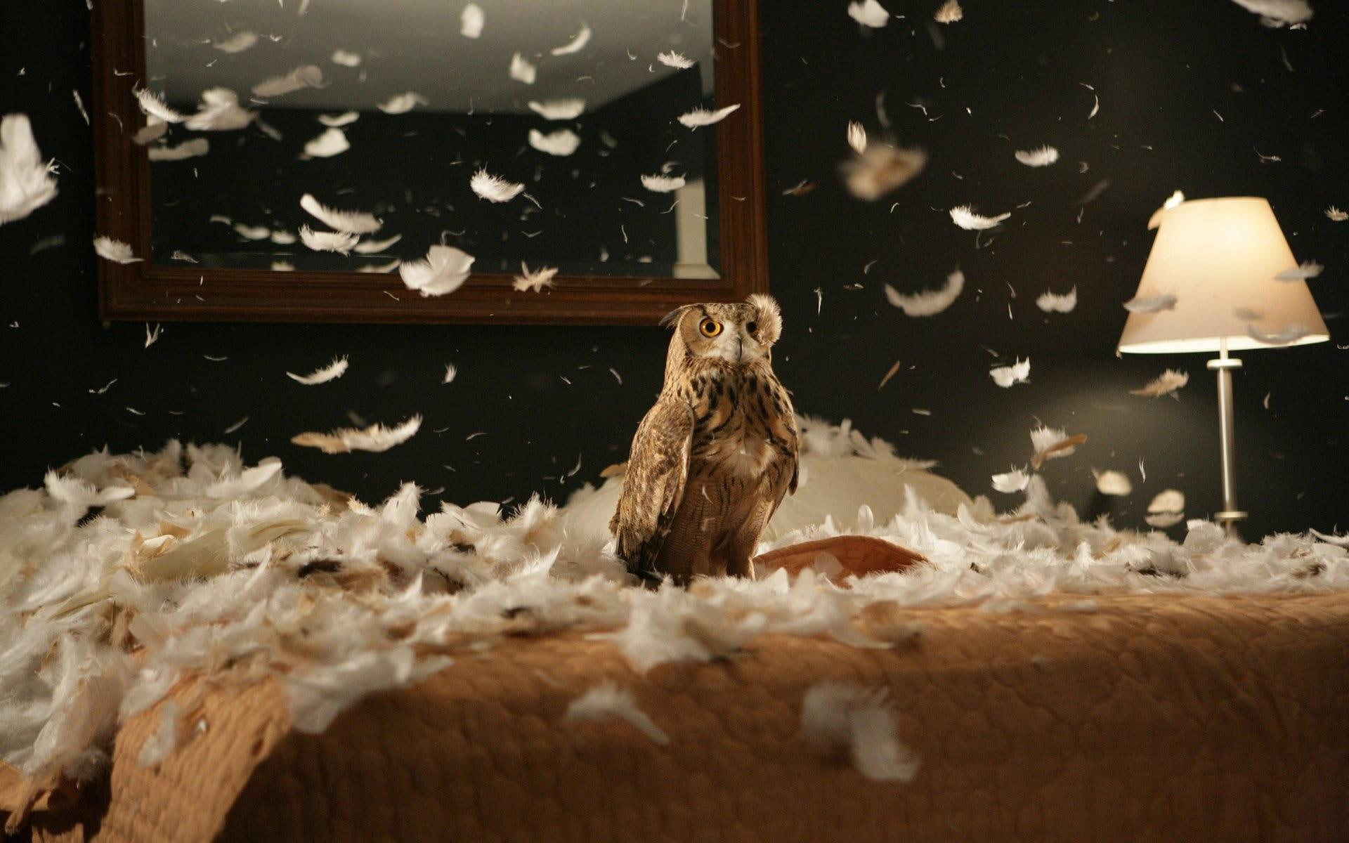 black, feathers, 1080P, brown, predator, bird, bedding, eagle, owl, HD Wallpaper