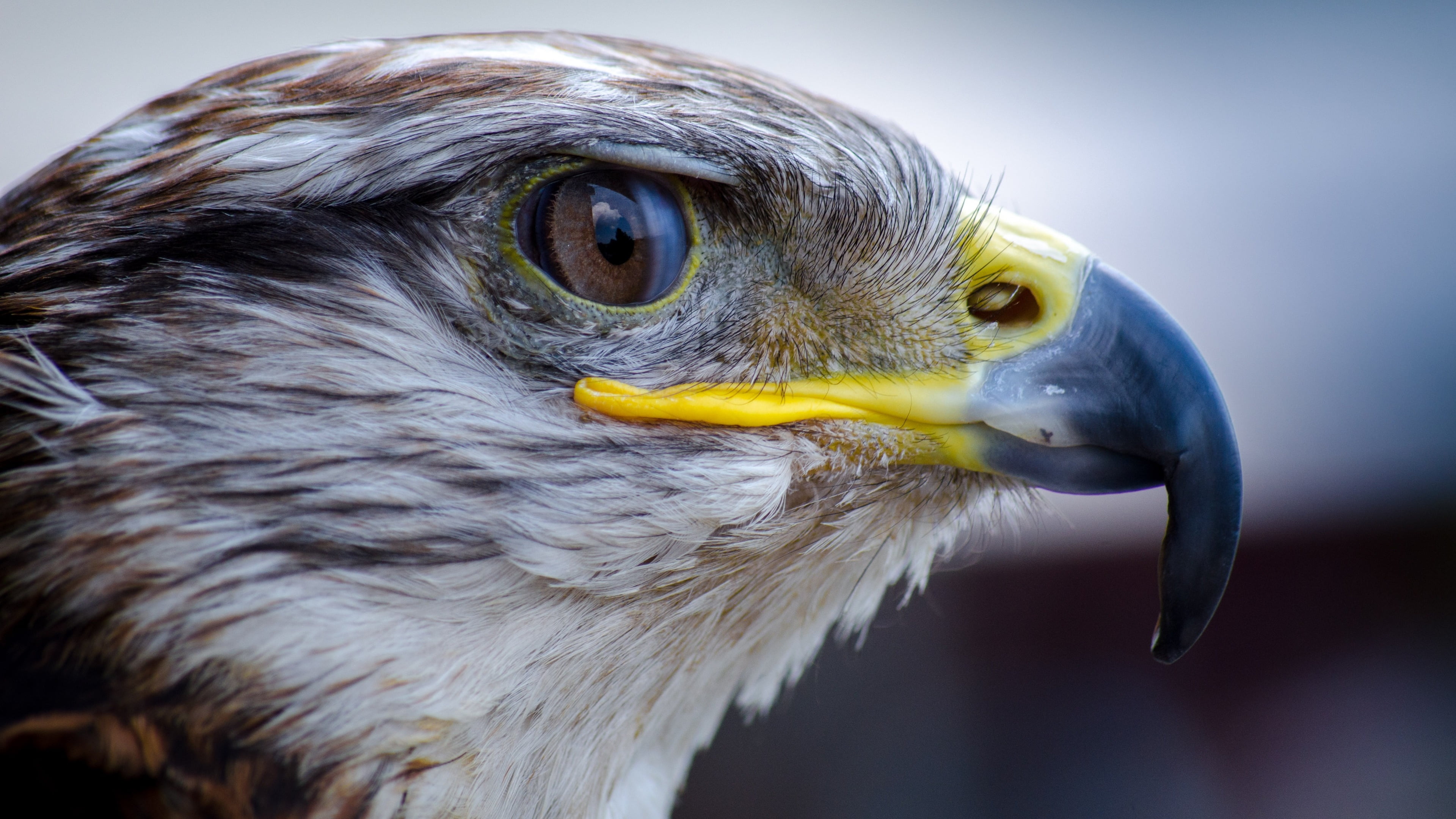 bird, vertebrate, looking, animals in the wild, eye, one animal, animal body part, aggression, wildlife, close-up, eagle, animal, falcon, animal themes, HD Wallpaper