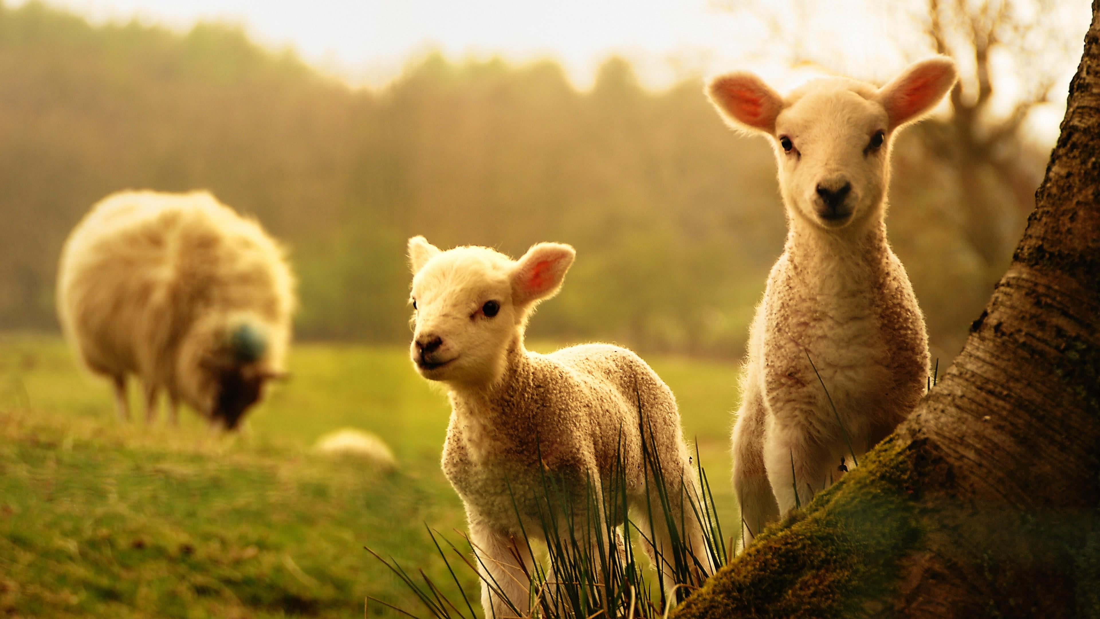 nature, no people, grazing, grassland, grass, domestic, animal family, land, portrait, sheep, standing, animal, field, pets, fauna, plant, 4K, outdoors, HD Wallpaper