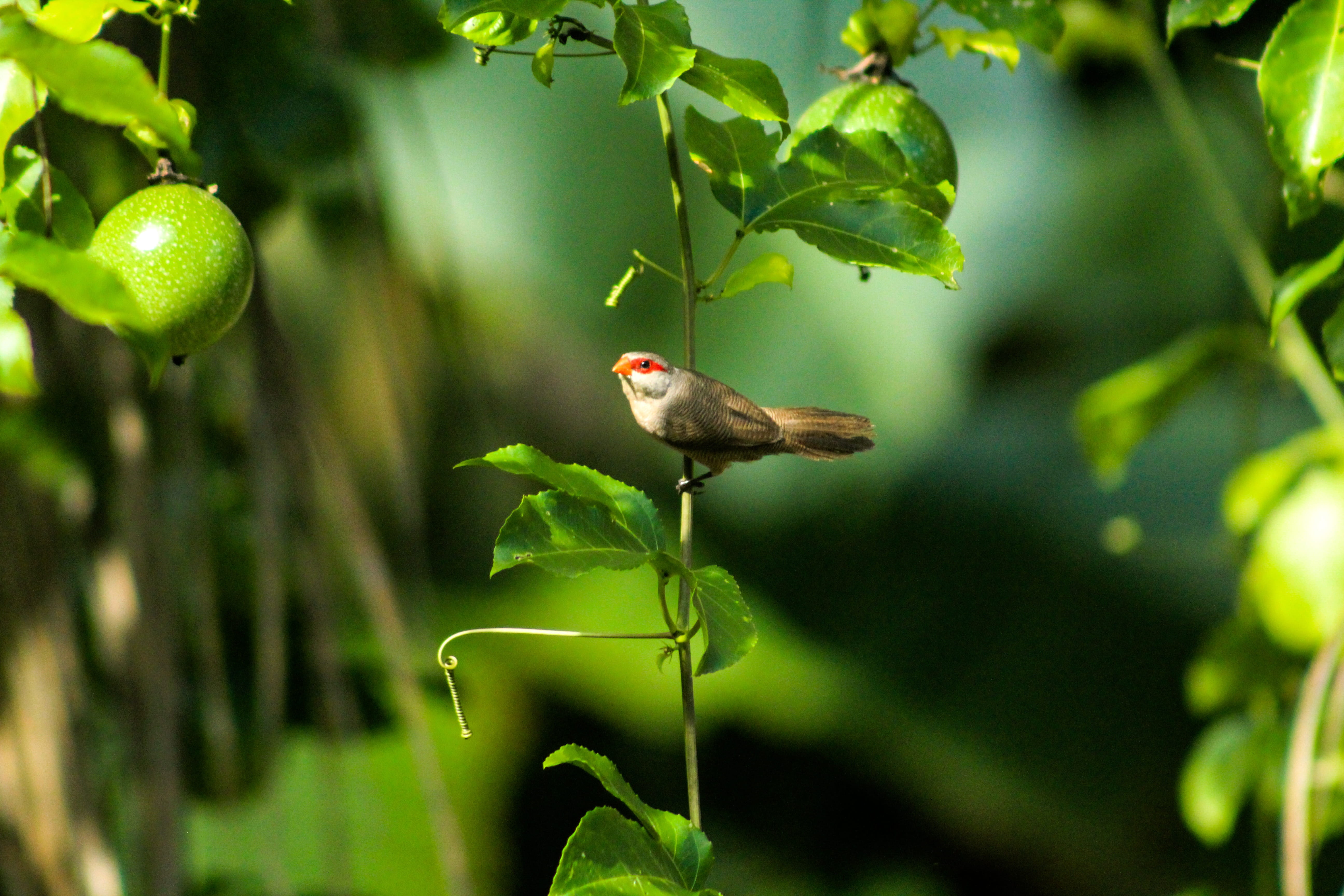 bird, no people, passion fruit, animals, perching, animal themes, animals in the wild, beauty in nature, animal, plant, outdoors, fauna, one animal, wild, HD Wallpaper