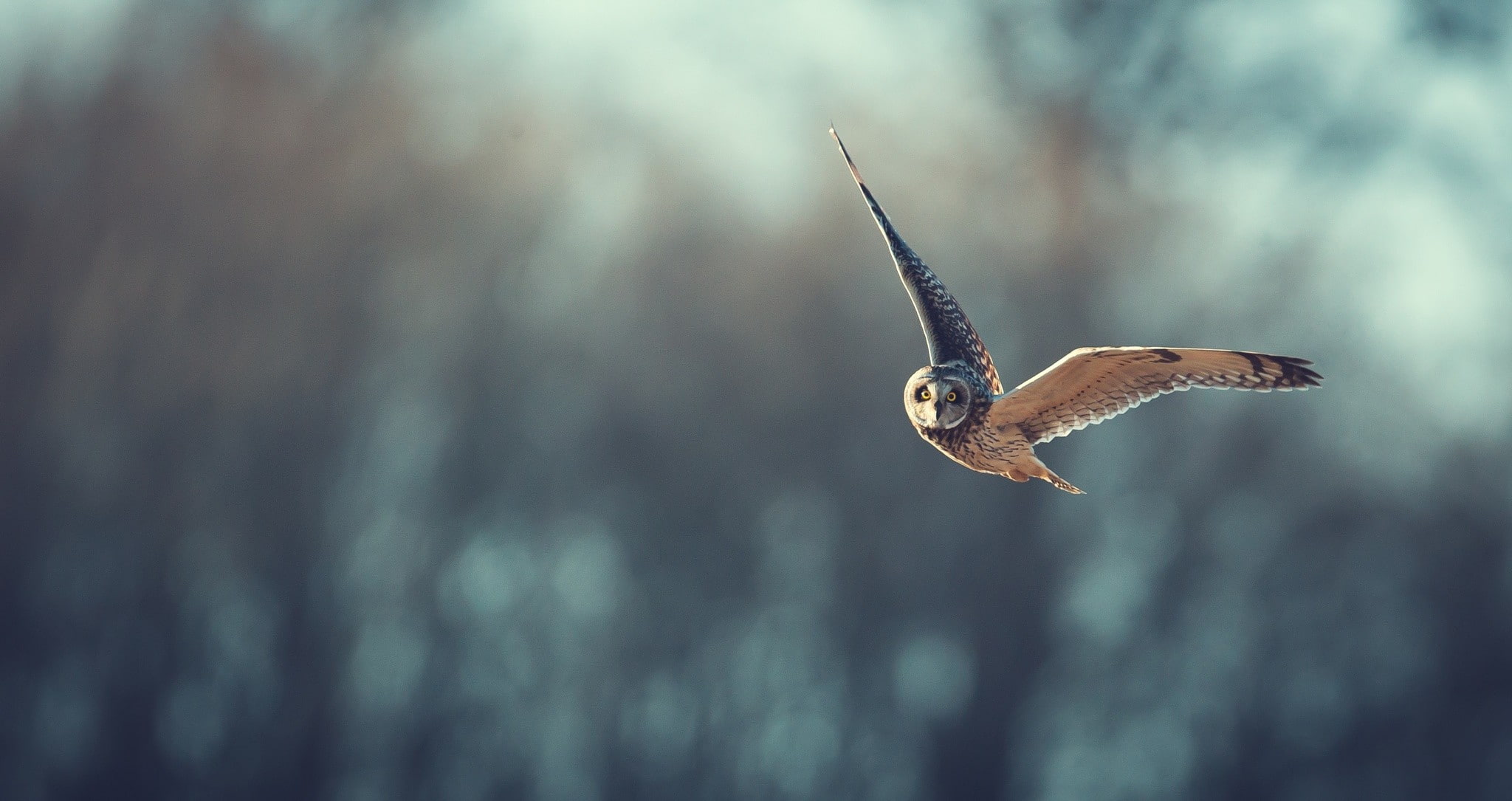 birds, 1080P, owl, animals, bird of prey, HD Wallpaper