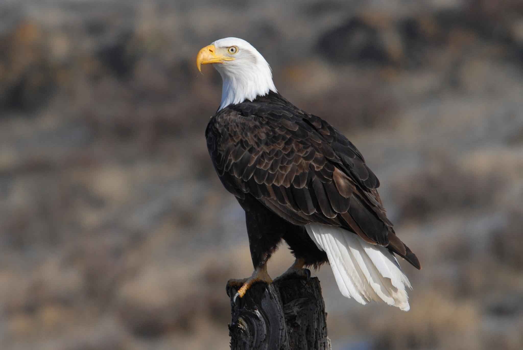 no people, bald, animal wildlife, bird of prey, eagle, focus, eagle - bird, birds, animals in the wild, fauna, perching, shallow, profile view, day, nature, HD Wallpaper