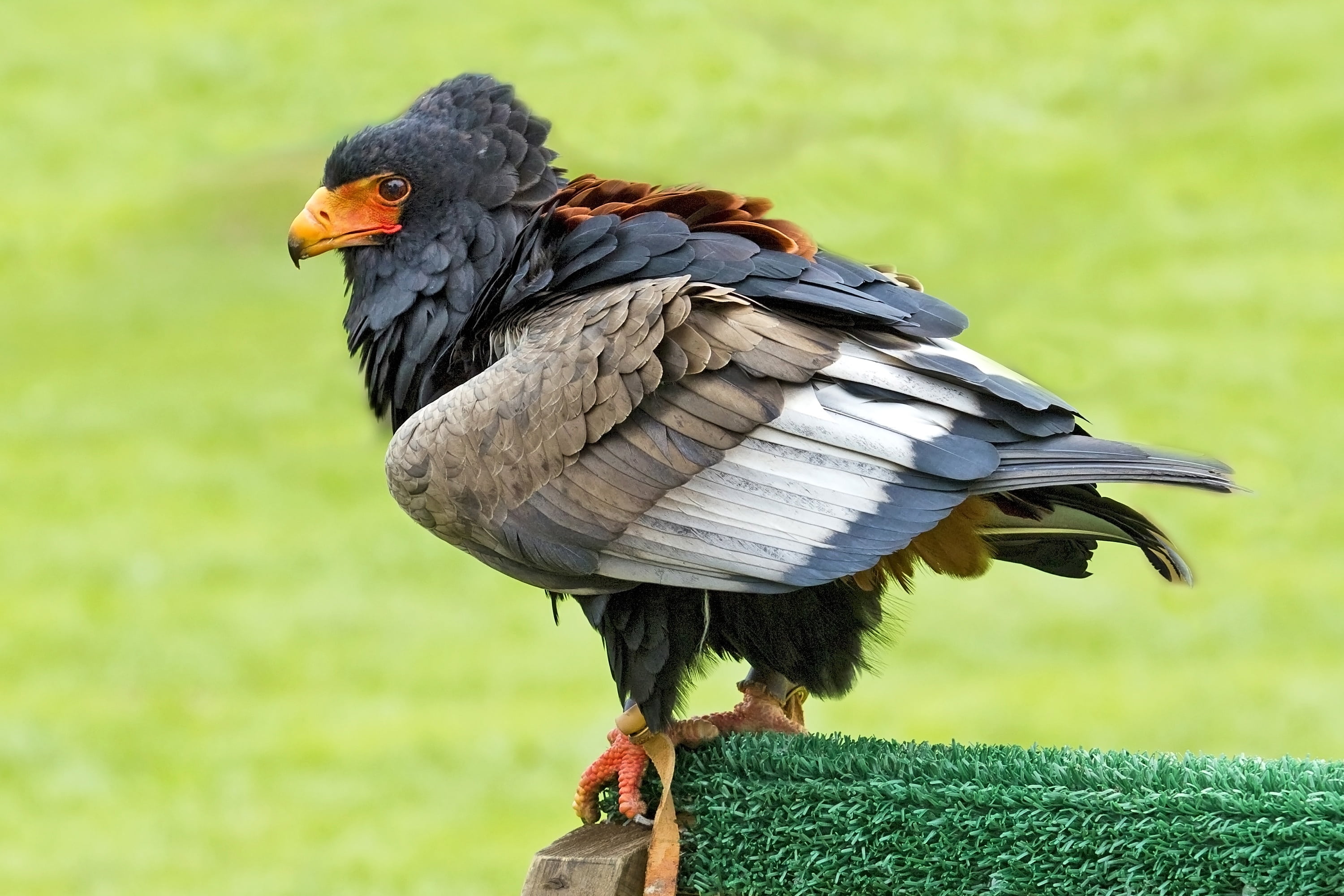 grass, perching, bird of prey, zoo, no people, full length, vertebrate, land, plant, animal themes, mouth open, green, animals in the wild, bateleur eagle, HD Wallpaper