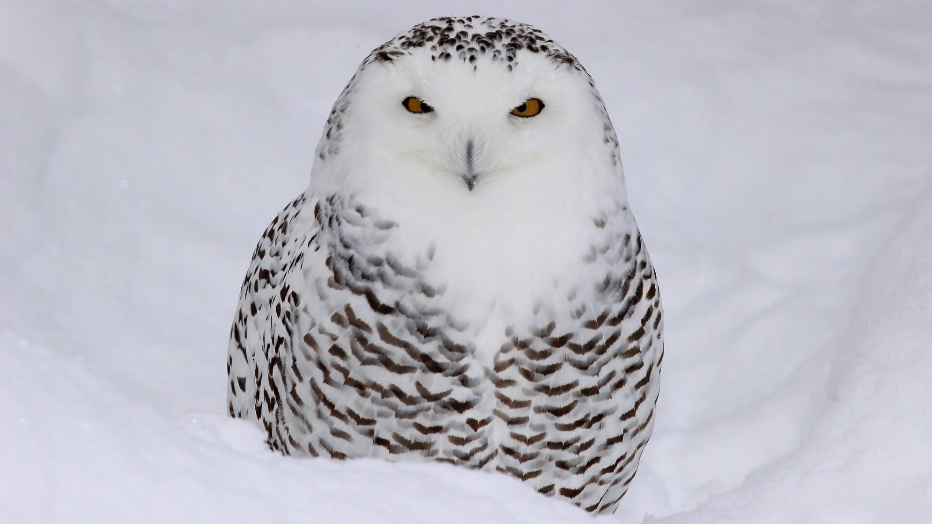 animal themes, white owl, animal head, bird of prey, 1080P, no people, snowy owl, animal wildlife, vertebrate, yellow eyes, one animal, white, cold temperature, HD Wallpaper