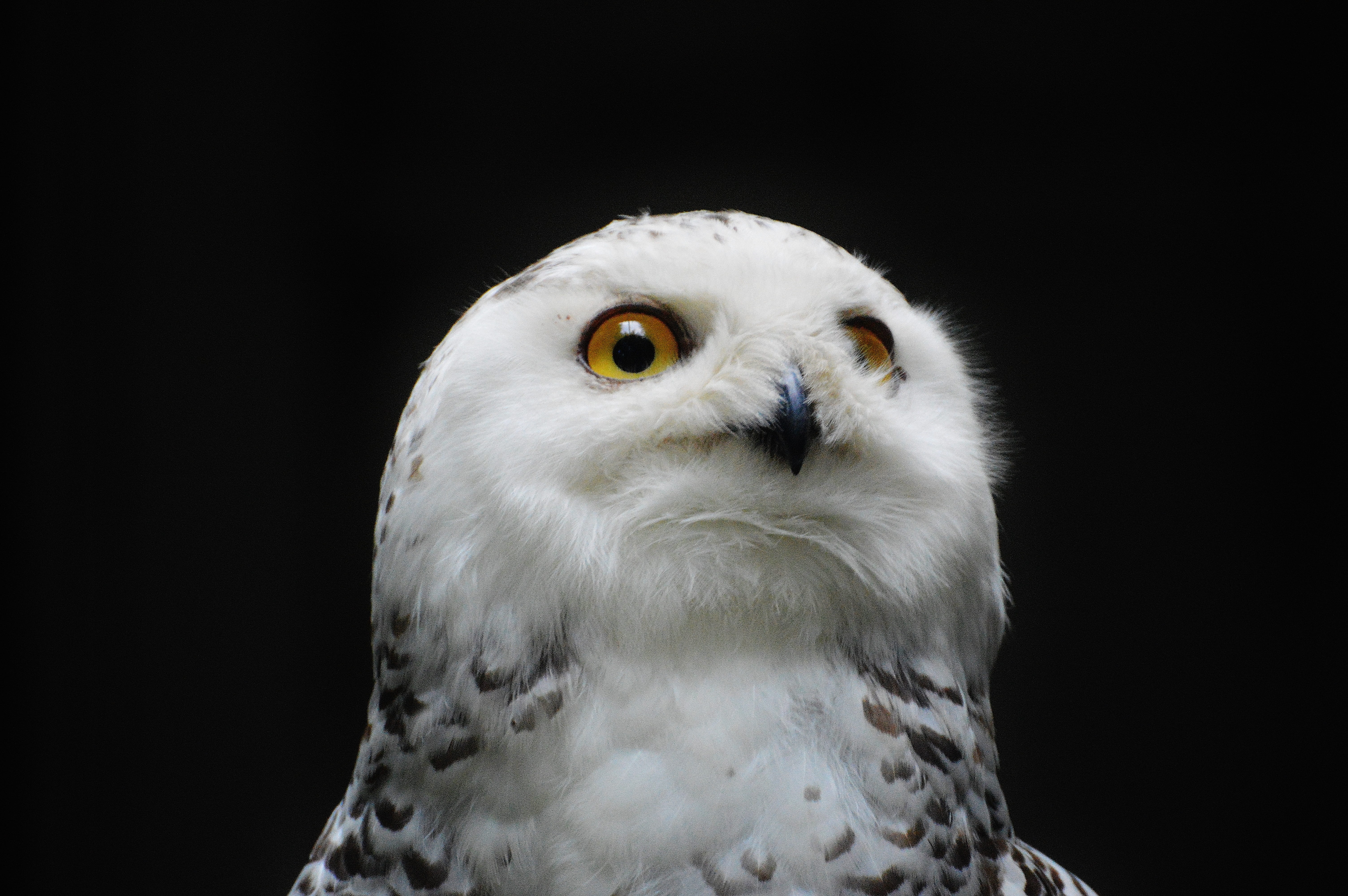 Snowy Owl, white, eagle - bird, bird of prey, owl, looking at camera, animal world, animal body part, 5K, Bird, animal themes, portrait, fly, animal wildlife, HD Wallpaper