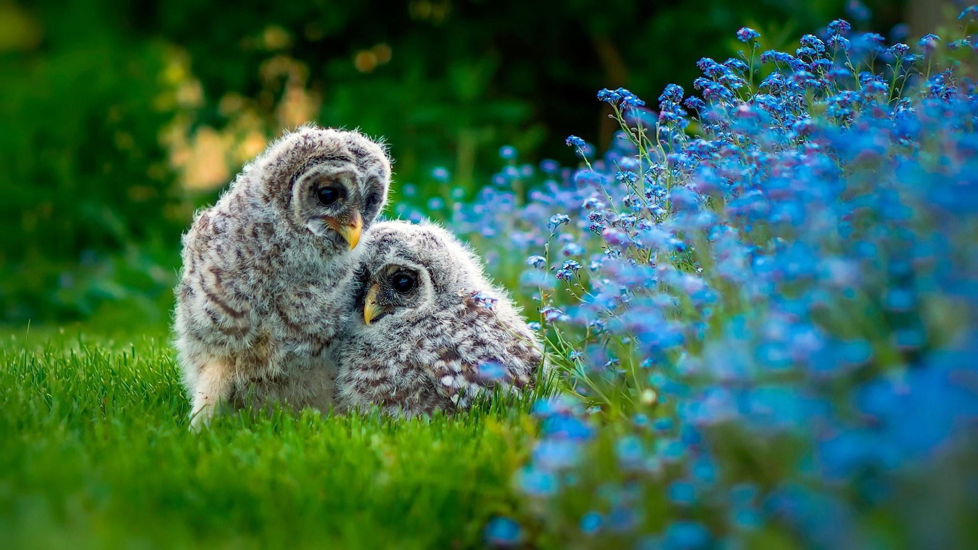 animal head, one animal, 1080P, day, chick, animal wildlife, bird, field, bird of prey, grass, land, growth, animal themes, plant, blue flowers, owls, HD Wallpaper