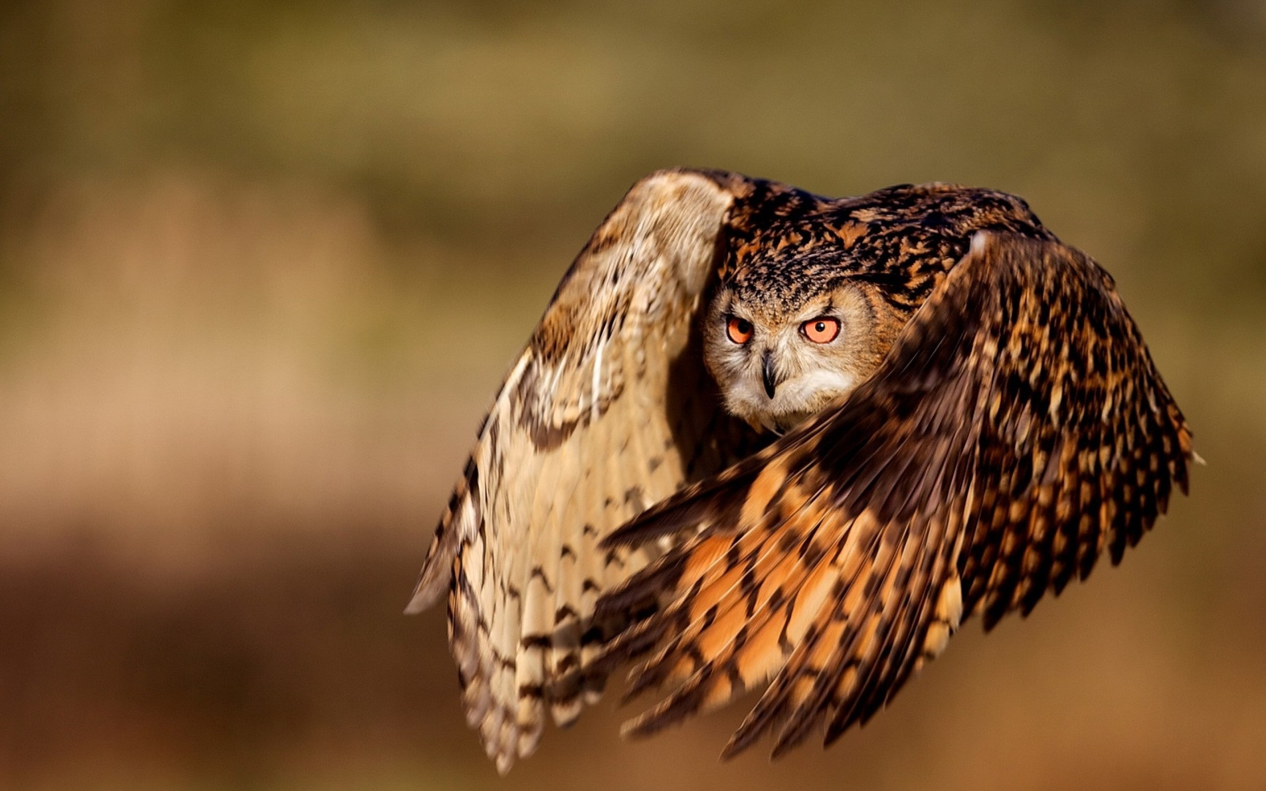 owl, bubo bubo, 2K, birds, HD Wallpaper