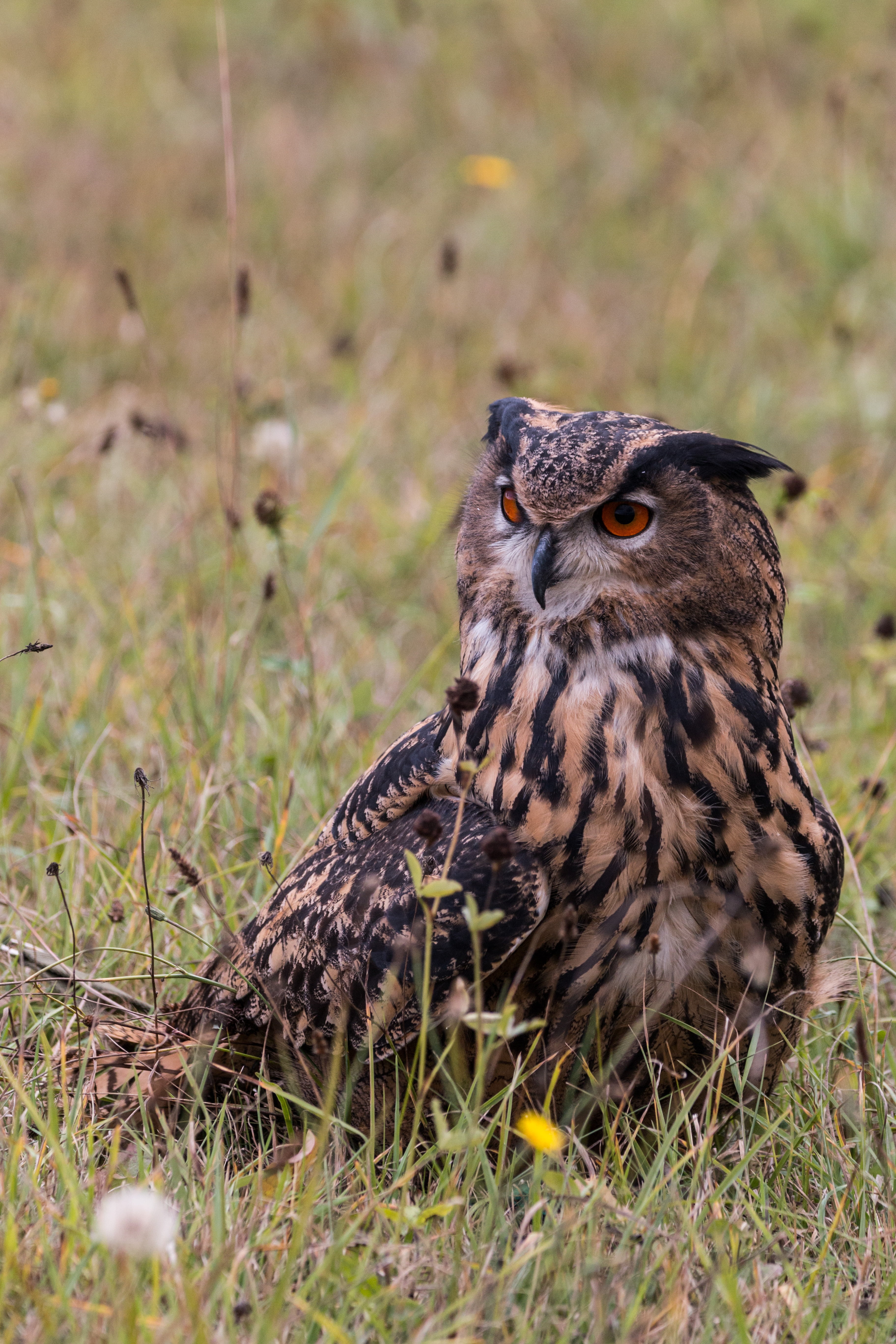 owl, animal themes, plant, bird, day, fly, focus on foreground, animal wildlife, wild bird, eagle owl, nature, grass, animal, close-up, portrait, bubo bubo, Phone HD Wallpaper