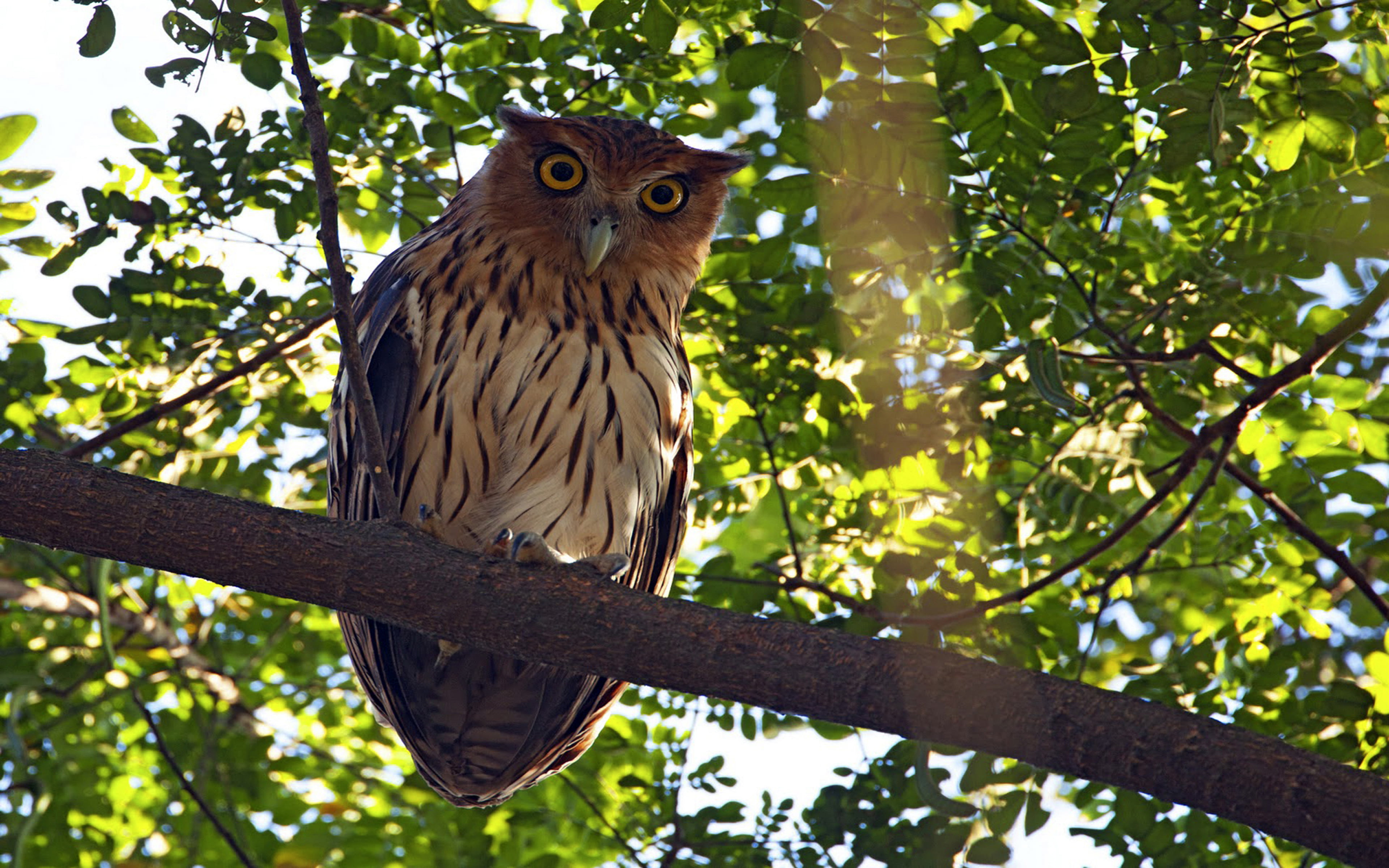 belonging, one animal, 4K, branch, no people, animal wildlife, philippine, bird of prey, forests, animals in the wild, catanduanes, outdoors, family, day, HD Wallpaper
