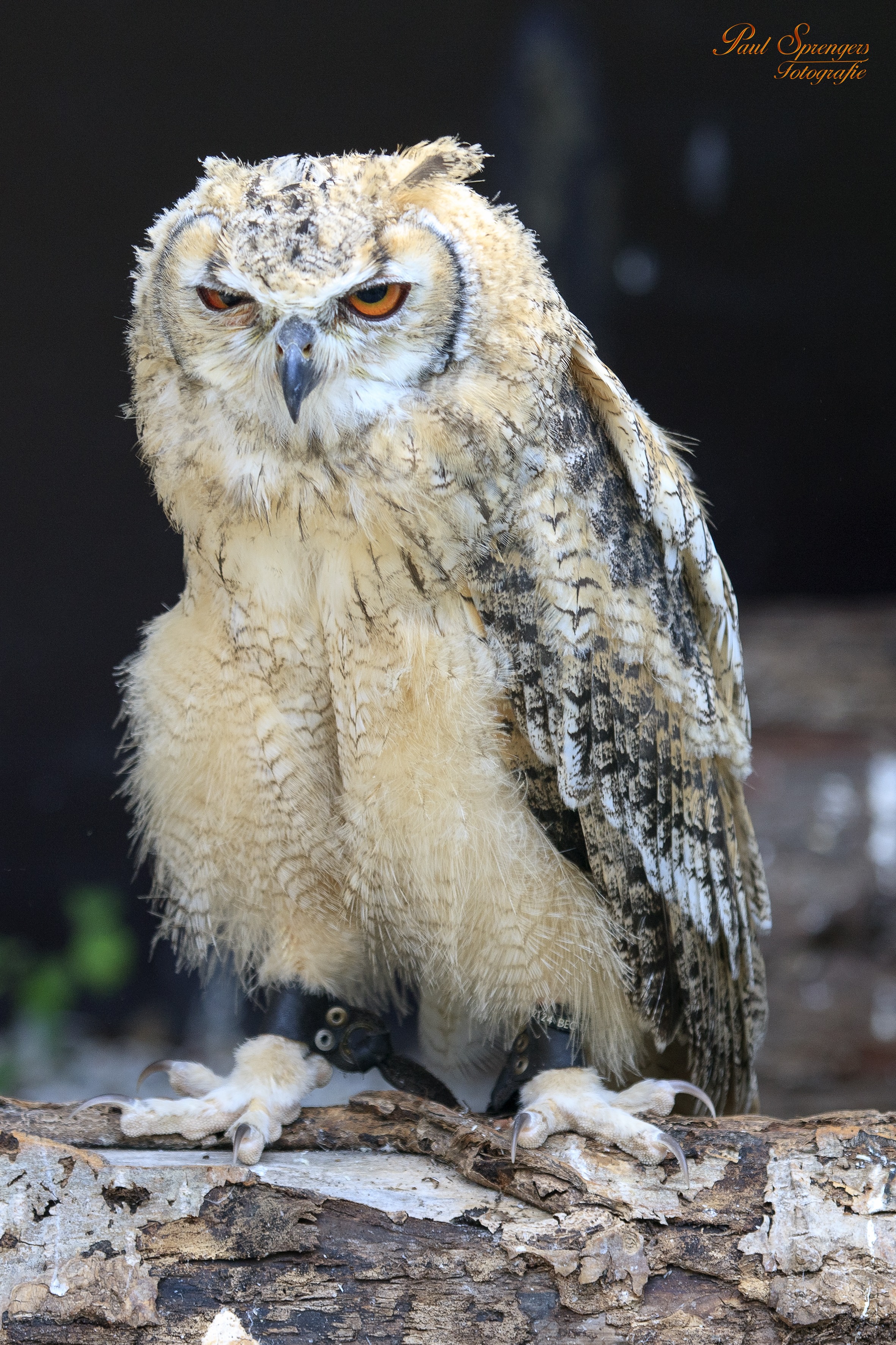 owl, focus on foreground, outdoors, perching, animal wildlife, portrait, nature, no people, bird of prey, eagle, close-up, looking away, animals in the wild, Phone HD Wallpaper