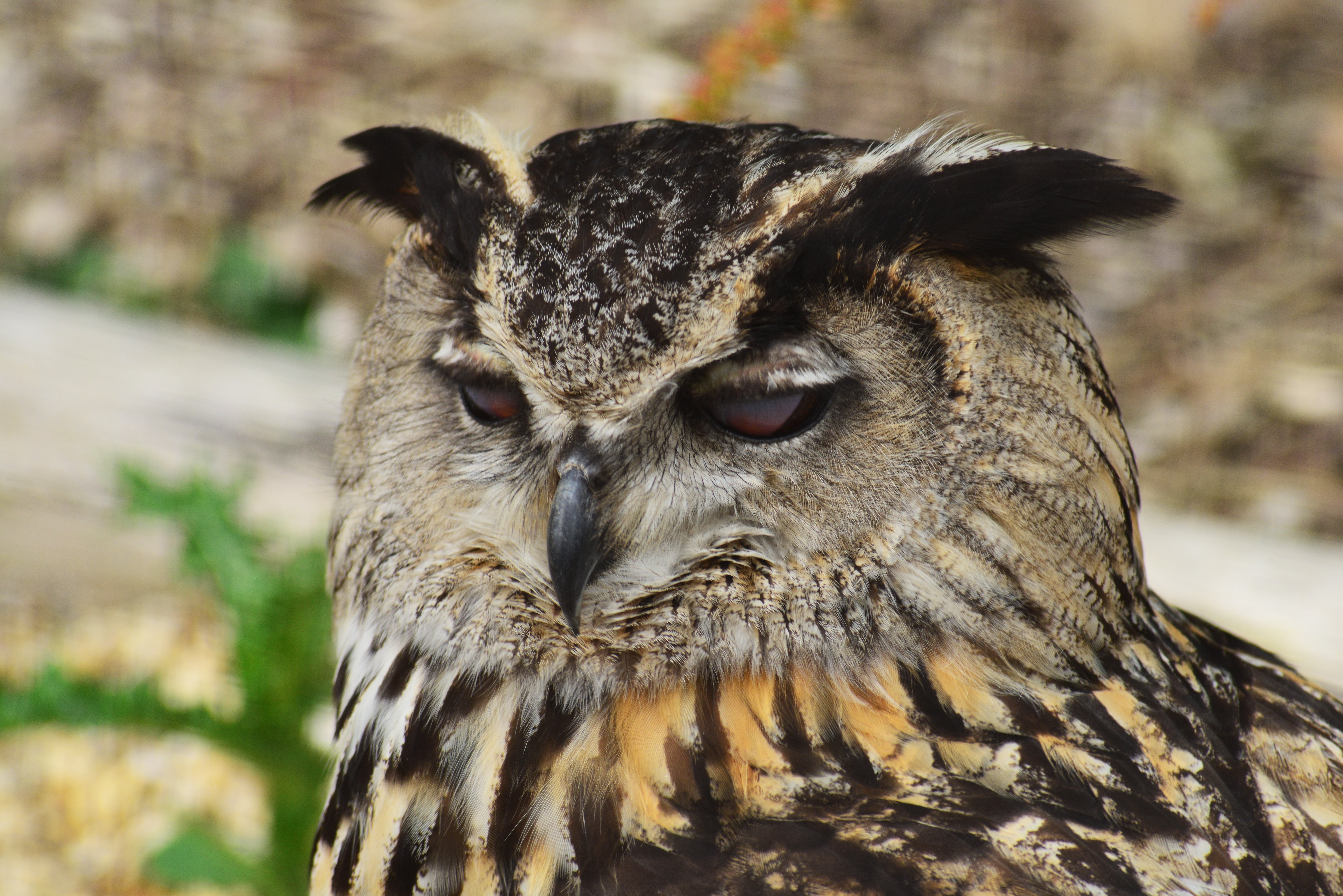 day, animal, animal themes, close, focus on foreground, predator, animals in the wild, vertebrate, close-up, gray, portrait, feathers, photography, hunter, HD Wallpaper