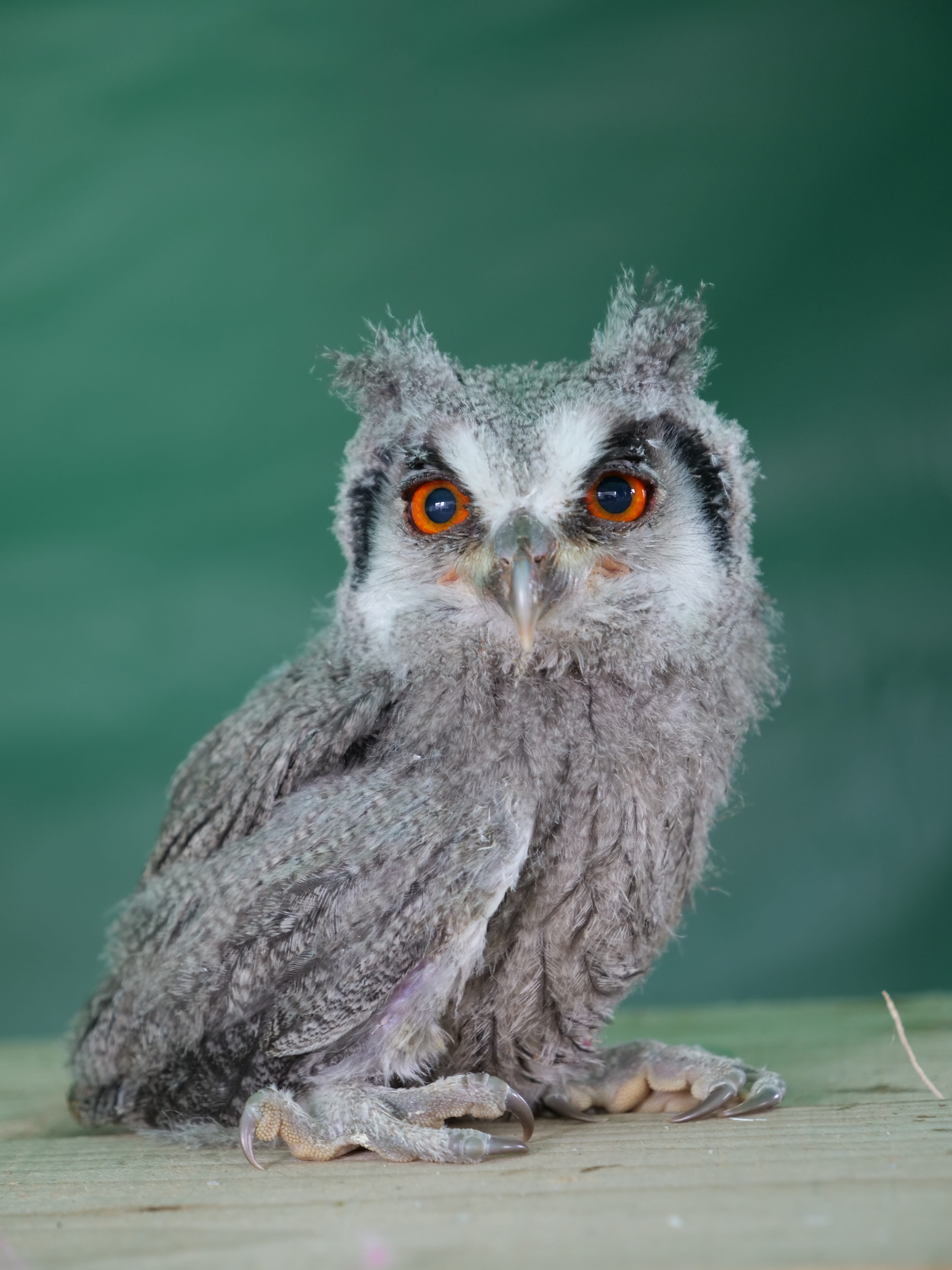 animals in the wild, young animal, mammal, bubo, raptor, portrait, 5K, nature, young, predator, gray, animal, one animal, front view, cute, looking at camera, Phone HD Wallpaper