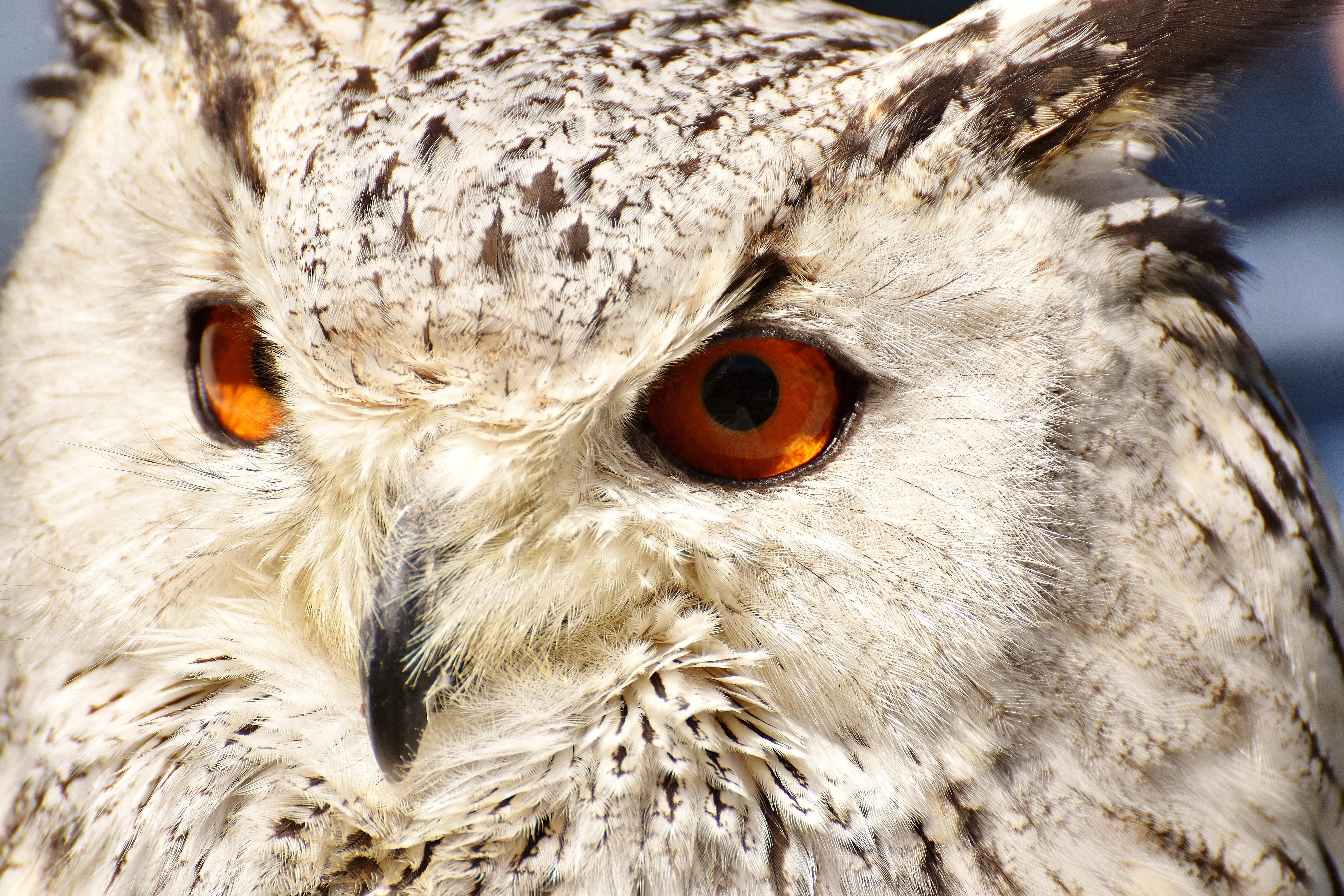 plumage, black Owl, beak, wildpark poing, nature, owl, portrait, beige, eagle Owl, carnivore, wildlife, wild bird, animal head, animal body part, cute, HD Wallpaper