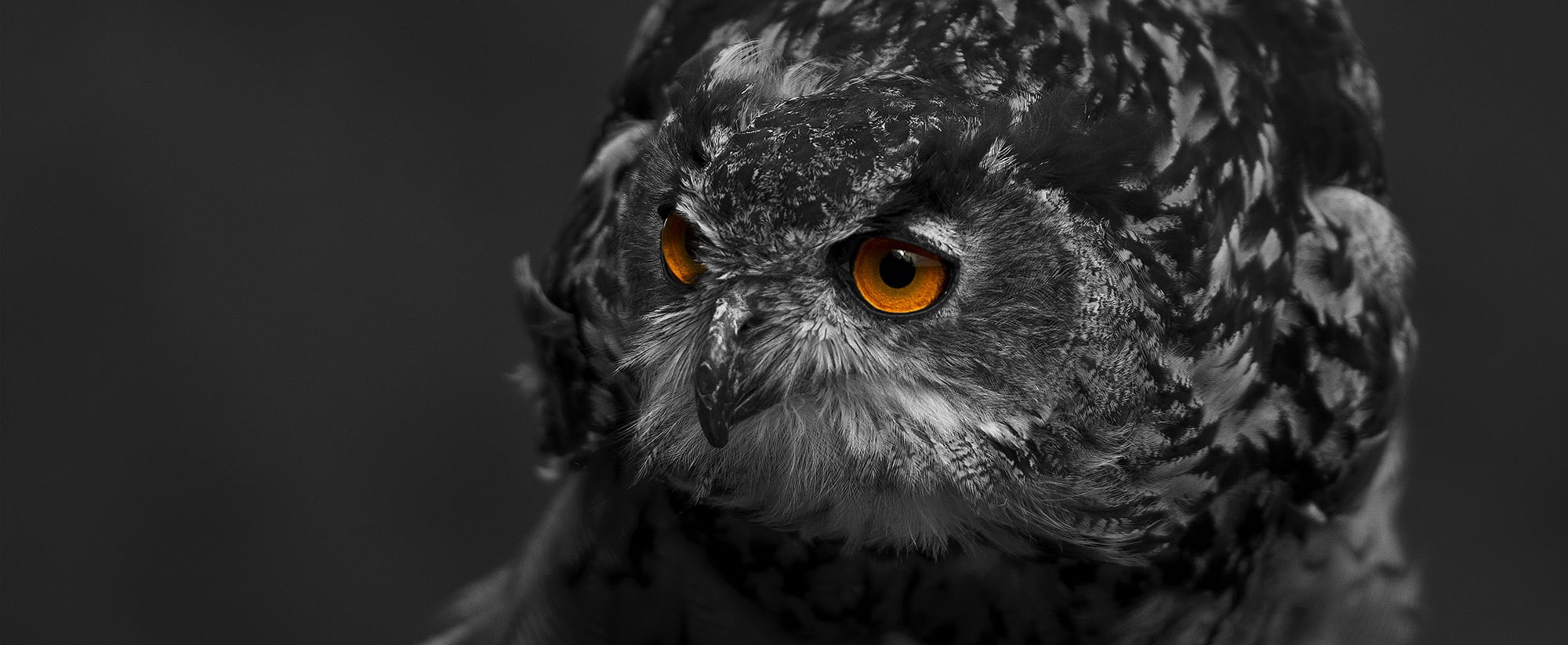 bird of prey, bubo bubo, raptor, eye, 1080P, feather, animal head, yellow eyes, looking at camera, black, wild bird, vertebrate, studio shot, bird, animals in the wild, HD Wallpaper