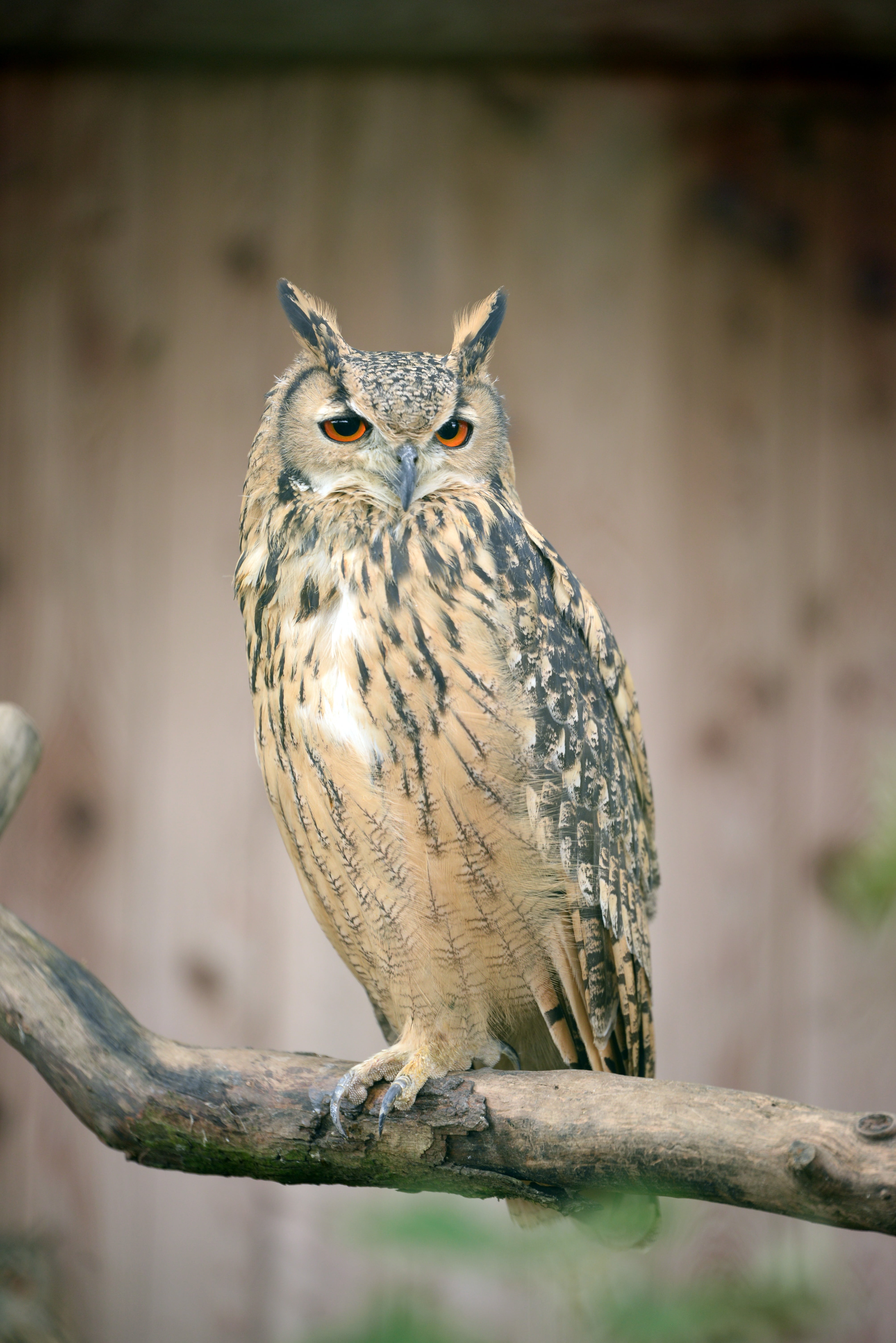 tree, brown, animal, animals in the wild, sitting, no people, owl, vertebrate, perching, bird, branch, animal themes, outdoors, selective focus, portrait, Phone HD Wallpaper