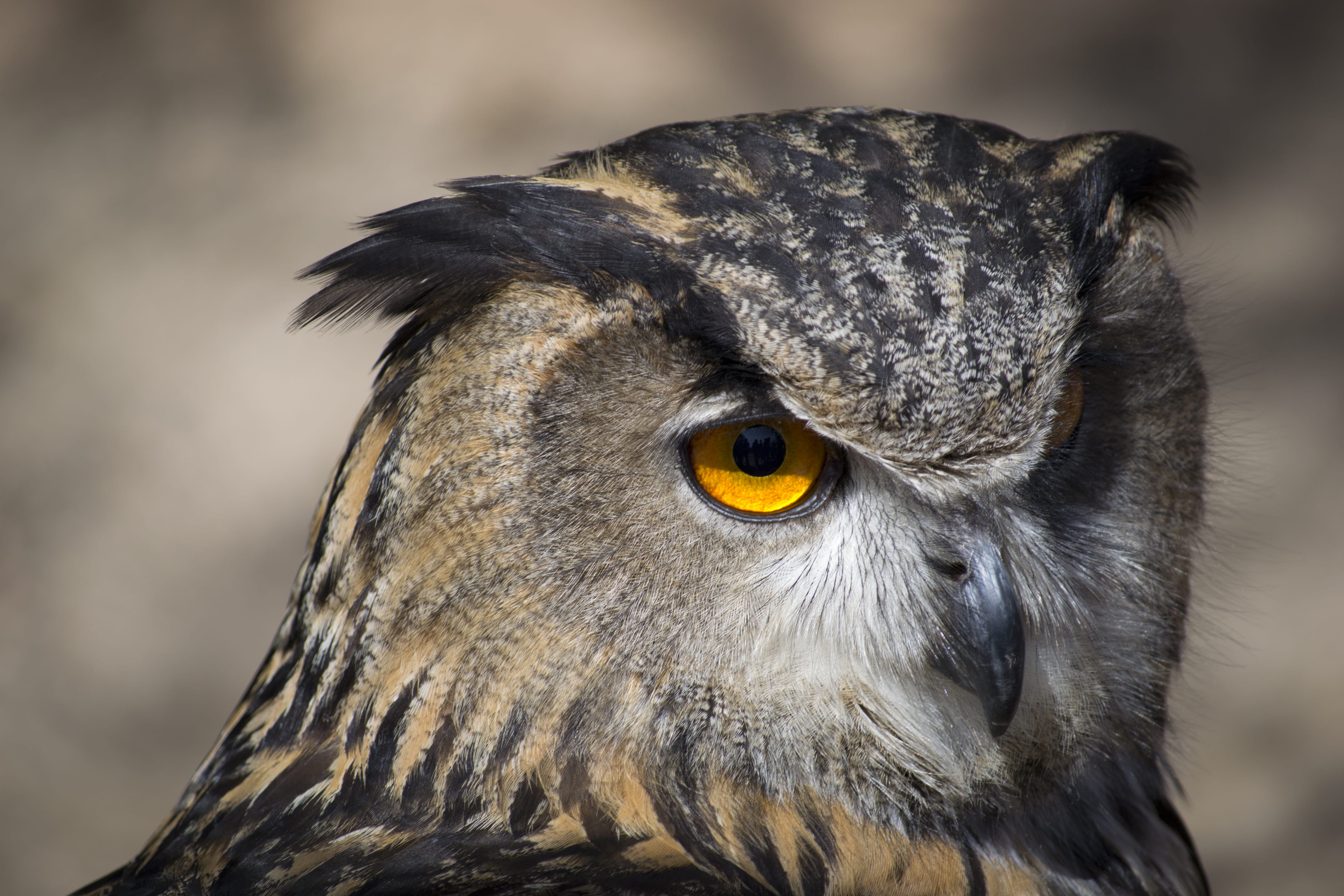eagle, bird of prey, beak, nature, animal wildlife, yellow eyes, focus on foreground, black, no people, eagleowl, close-up, animal body part, vertebrate, HD Wallpaper