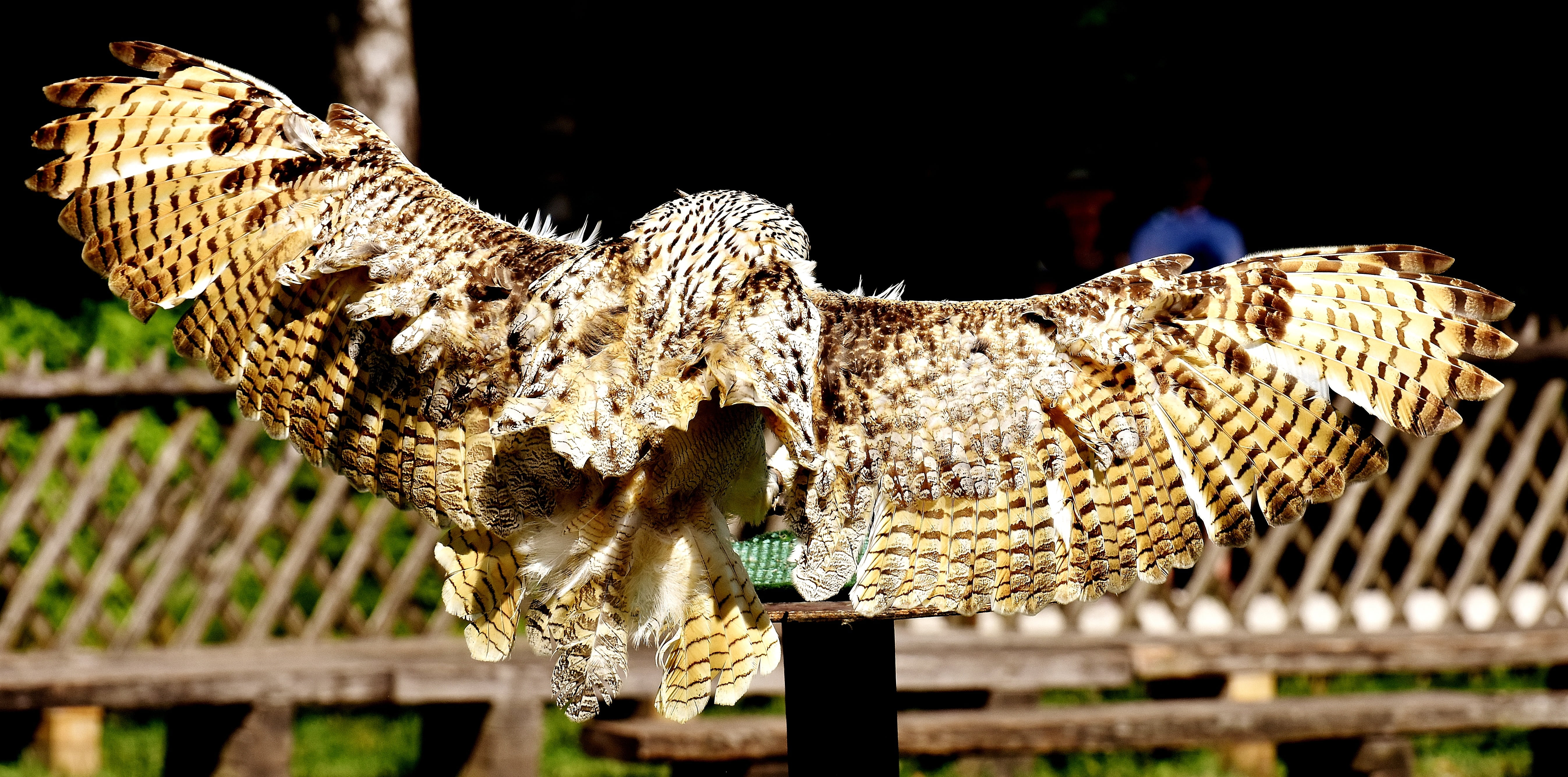 no people, animal body part, animals, wildlife photography, beak, herbivorous, animal world, day, owl, wood - material, 5K, bird, fly, bird of Prey, focus on foreground, HD Wallpaper