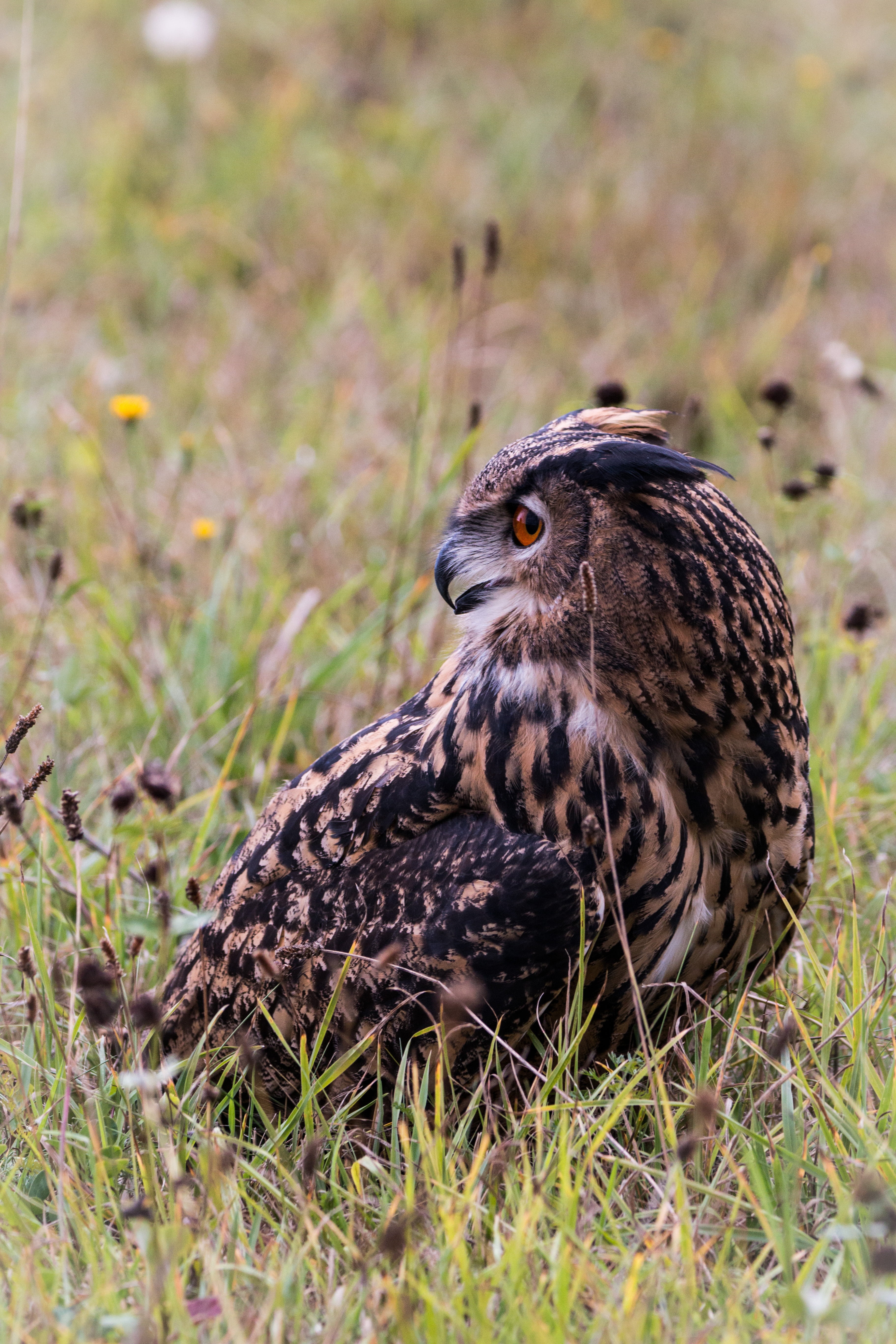 vertebrate, animal themes, eagle owl, birds, grass, bird, land, bubo bubo, focus on foreground, no people, raptor, outdoors, field, bird of prey, wild bird, Phone HD Wallpaper
