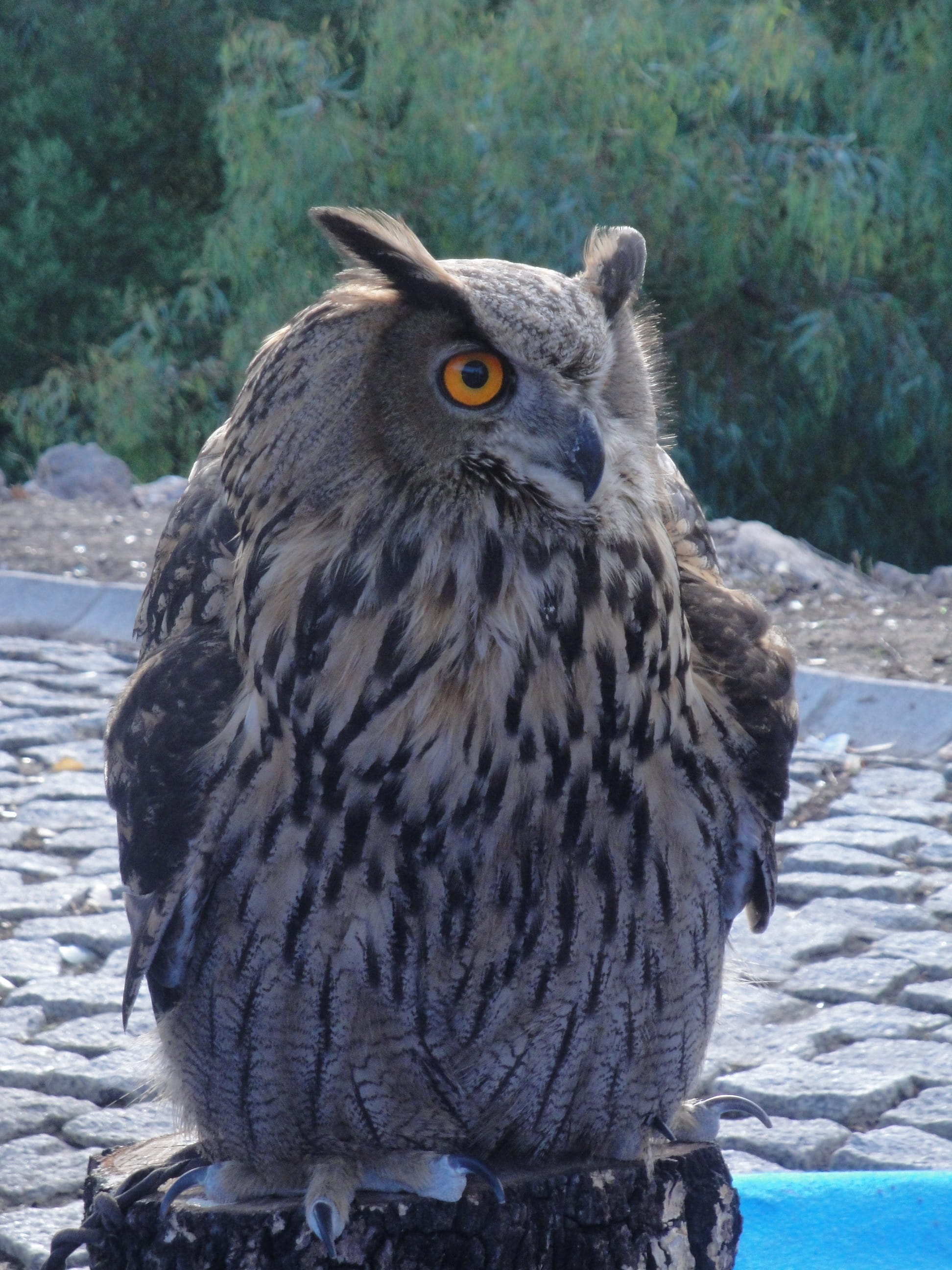 estrigiforme, vertebrate, Ave, one animal, portrait, penetrating, Eagle Owl, close-up, attentive, view, perching, night, display, 2K, Bird Of Prey, attraction, Phone HD Wallpaper