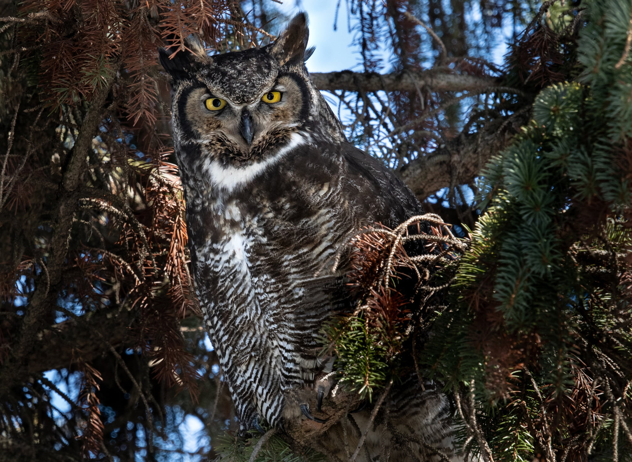 Bubo virginianus, Grand duke of America, branches, trees, 1080P, bird, owl, Virgin Filin, coniferous, nature, HD Wallpaper