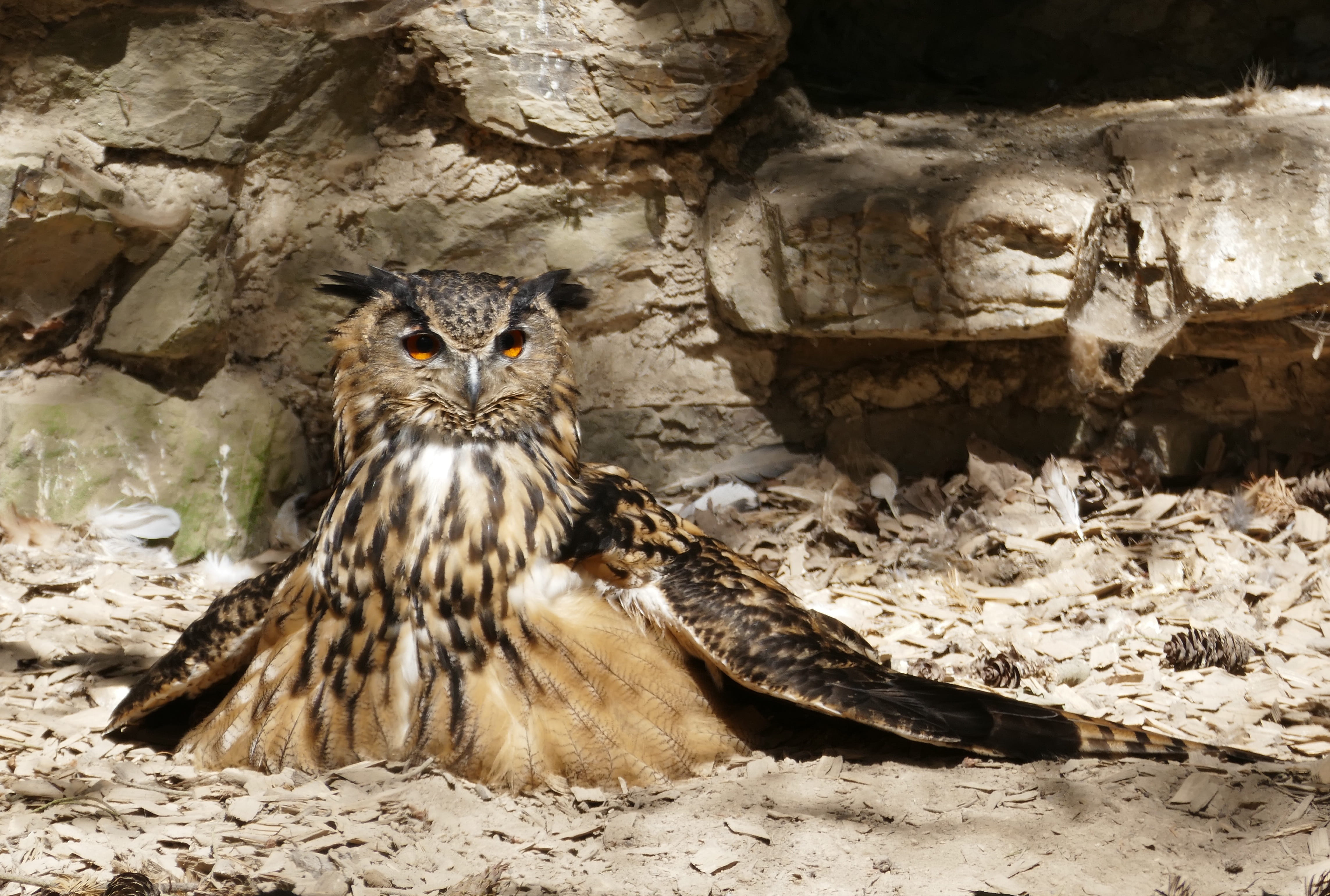 vertebrate, bubo bubo, animal wildlife, animal, bird of prey, flying, nature, lighted eyes, feather, looking at camera, day, night active, sitting, land, HD Wallpaper