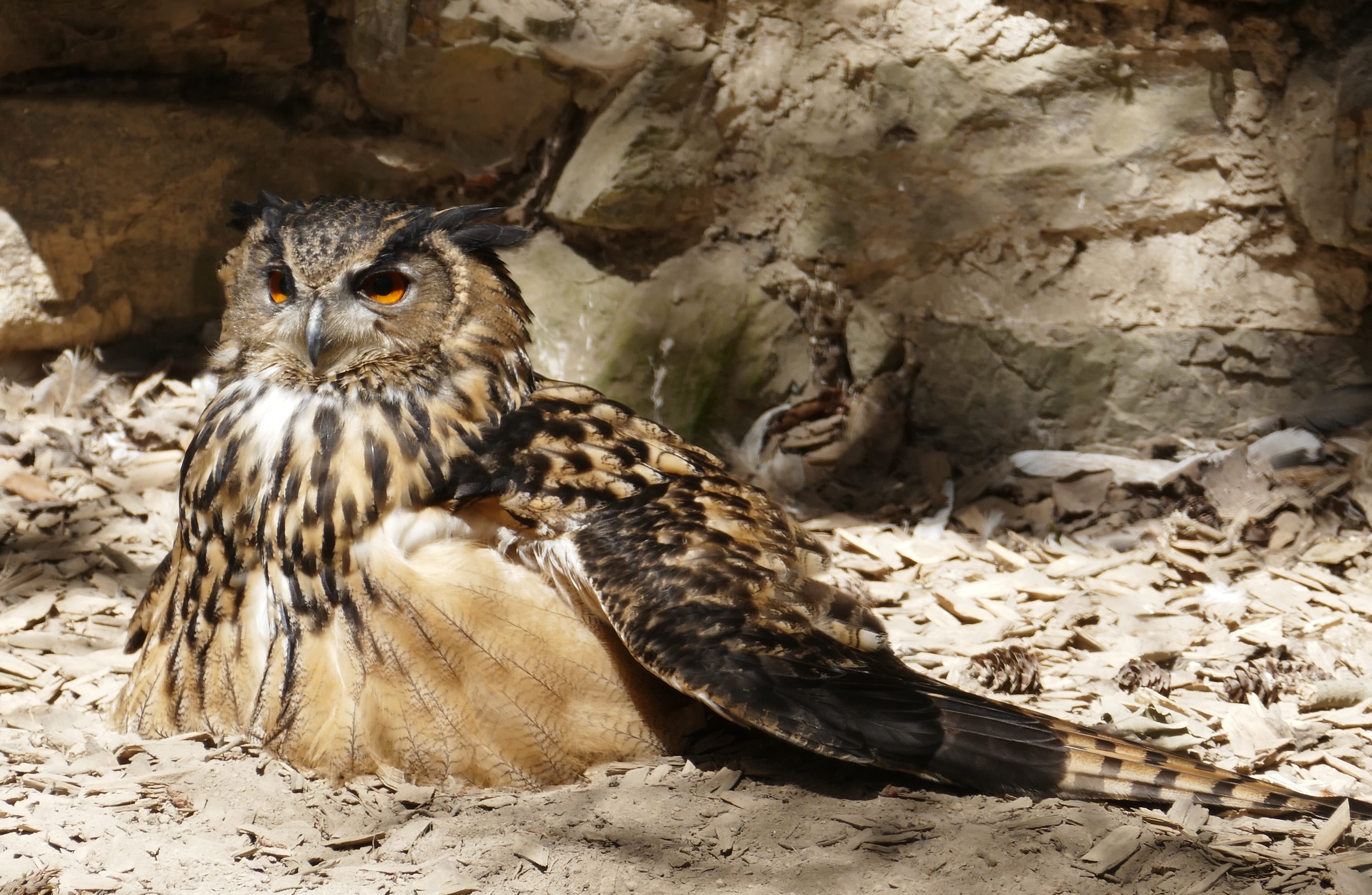 looking at camera, feather, animals in the wild, nature, 4K, flying, outdoors, portrait, owl, no people, eagle owl, one animal, lighted eyes, animals in captivity, HD Wallpaper