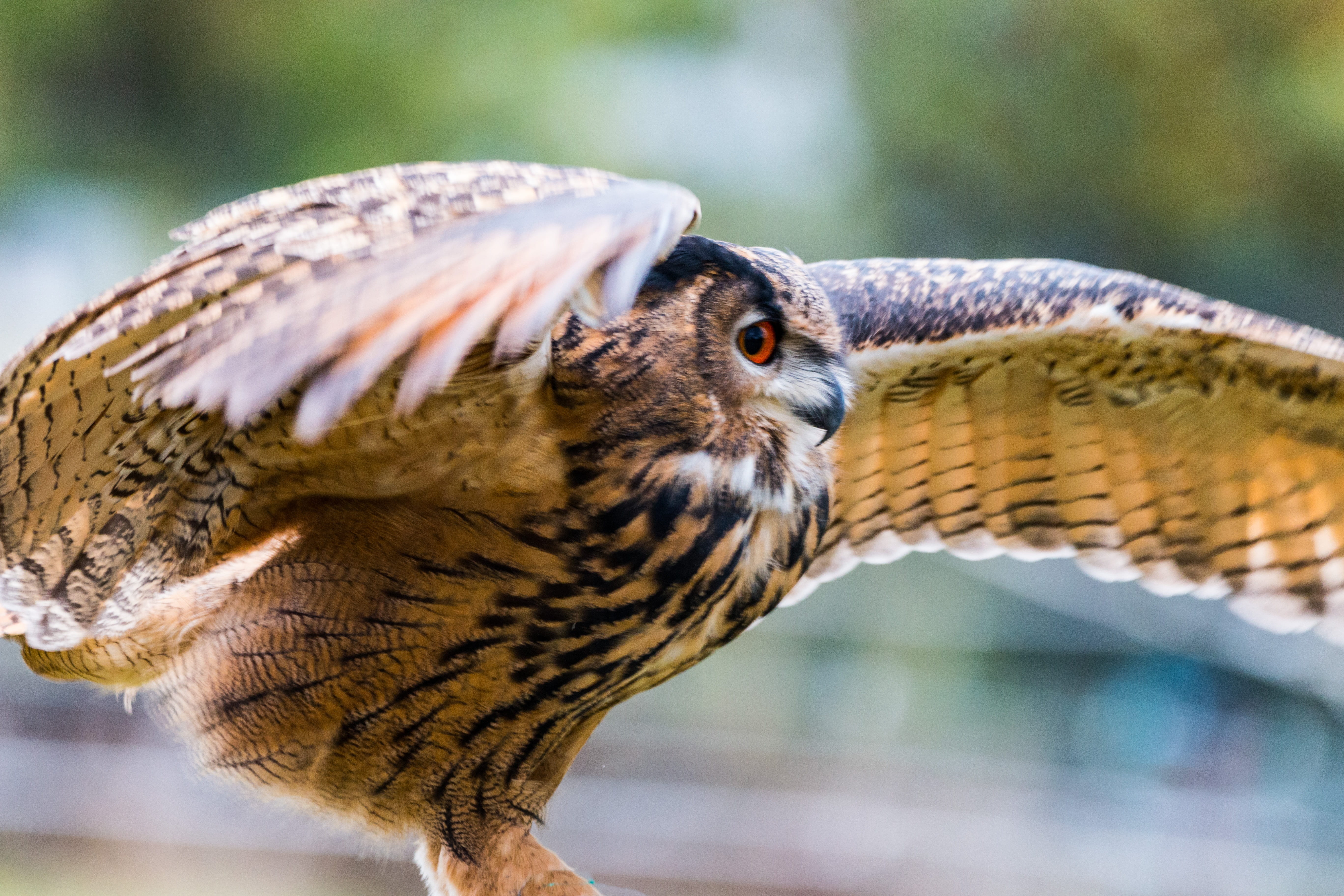 wild bird, selective, animal body part, black, brown, animals in the wild, day, birds, wing, focus, focus on foreground, animal, 5K, spread wings, owl, HD Wallpaper