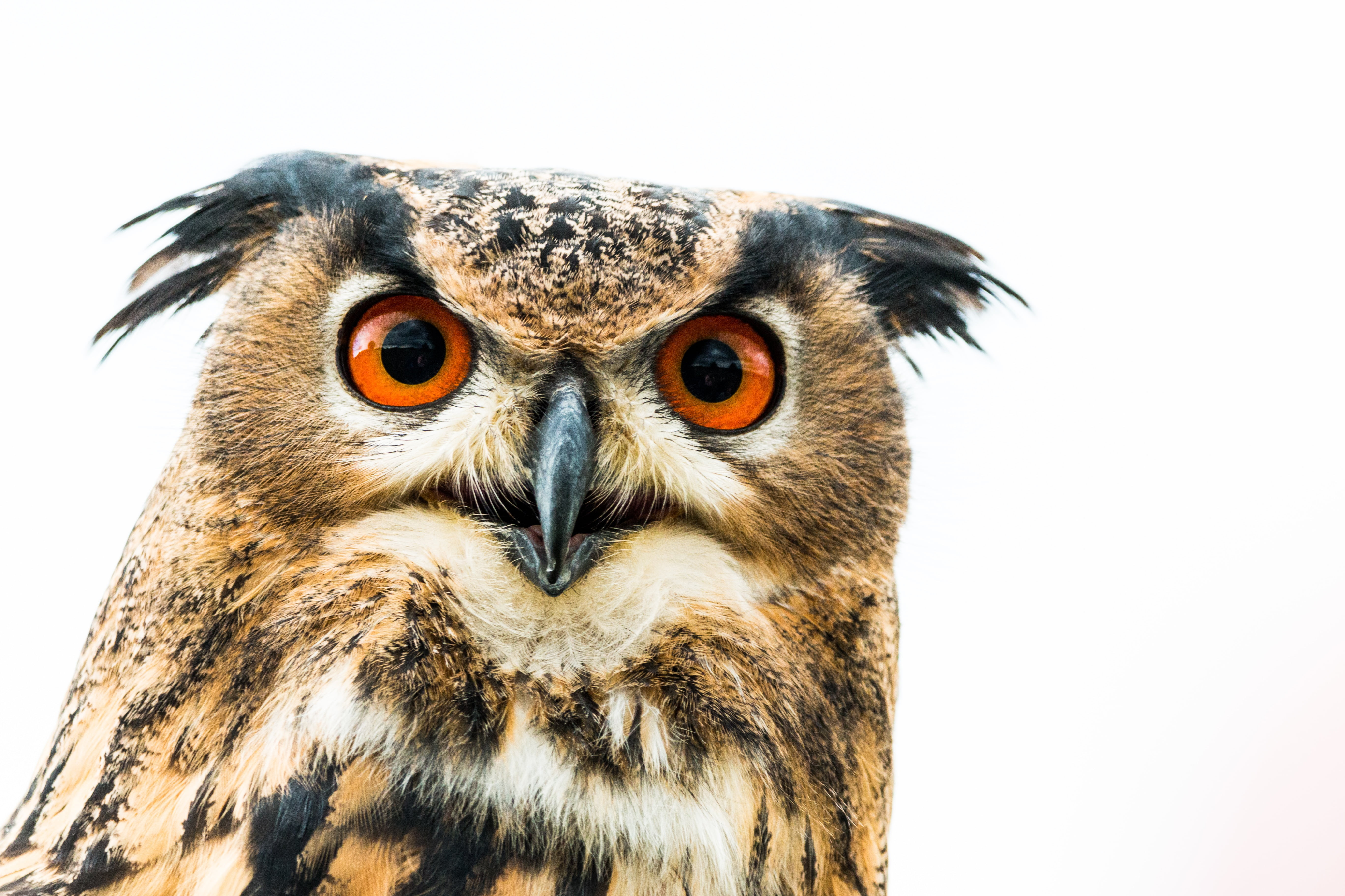 beak, wild bird, falcon - bird, no people, black, nature, raptor, brown, looking at camera, closeup, eye, animal head, birds, animals in the wild, animal, HD Wallpaper