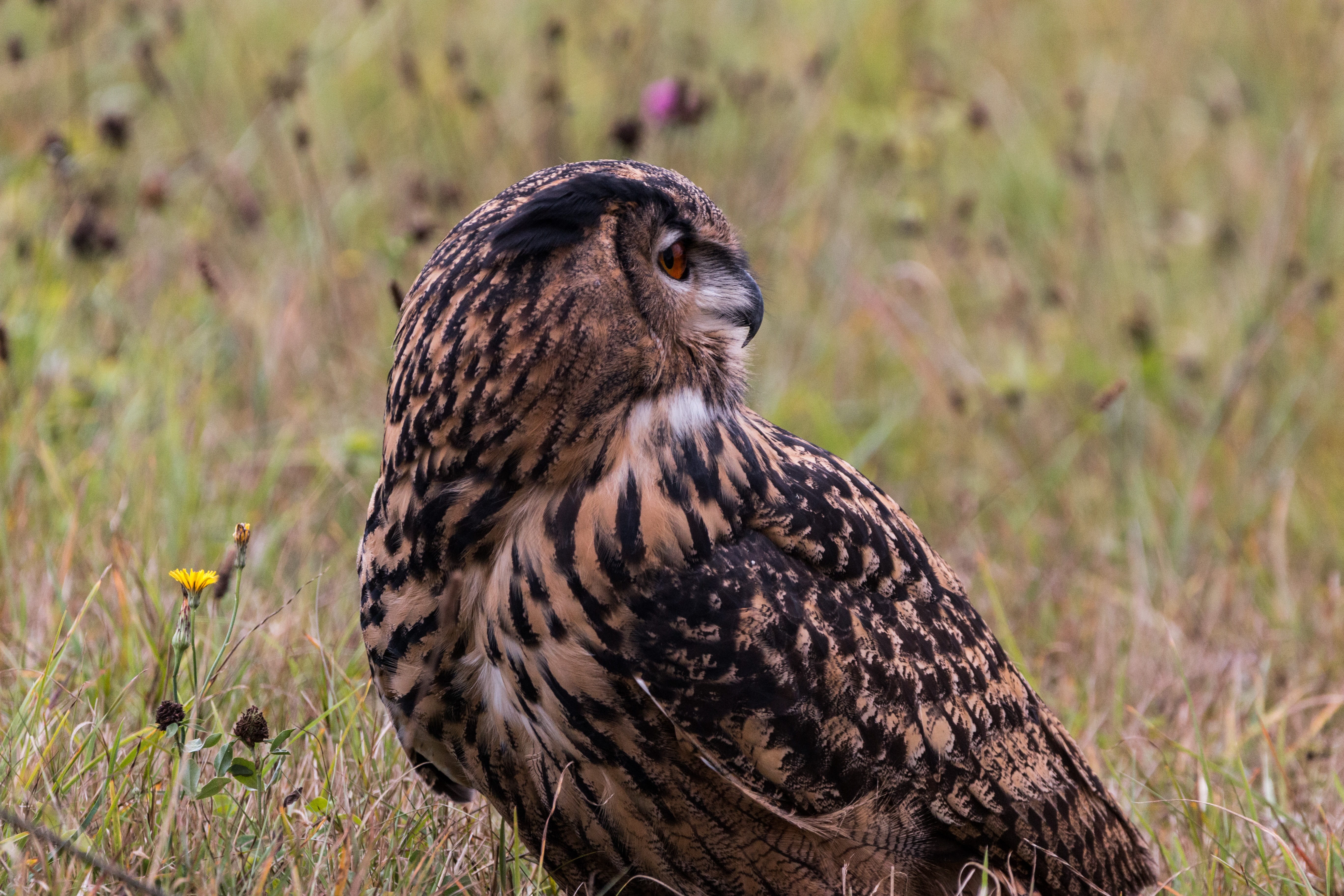 plant, focus on foreground, animals In The Wild, hawk - Bird, Feather, Eagle Owl, wildlife, falconry, wild bird, grass, no people, birds, land, raptor, HD Wallpaper