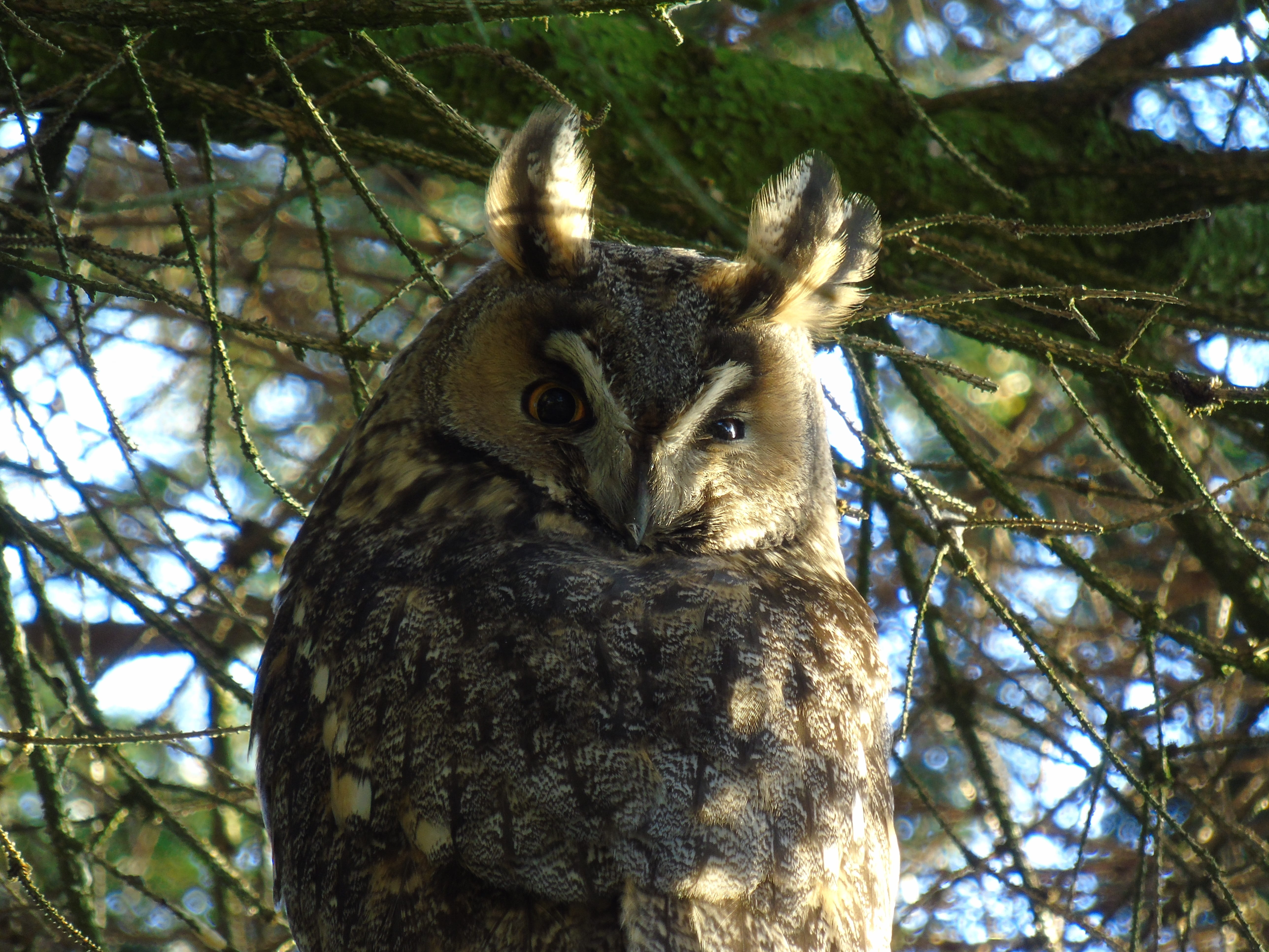 animal body part, animal themes, focus on foreground, tree, one animal, bird of Prey, Bird, Bubo Bubo, bird, animal, low angle view, 5K, animals In The Wild, HD Wallpaper
