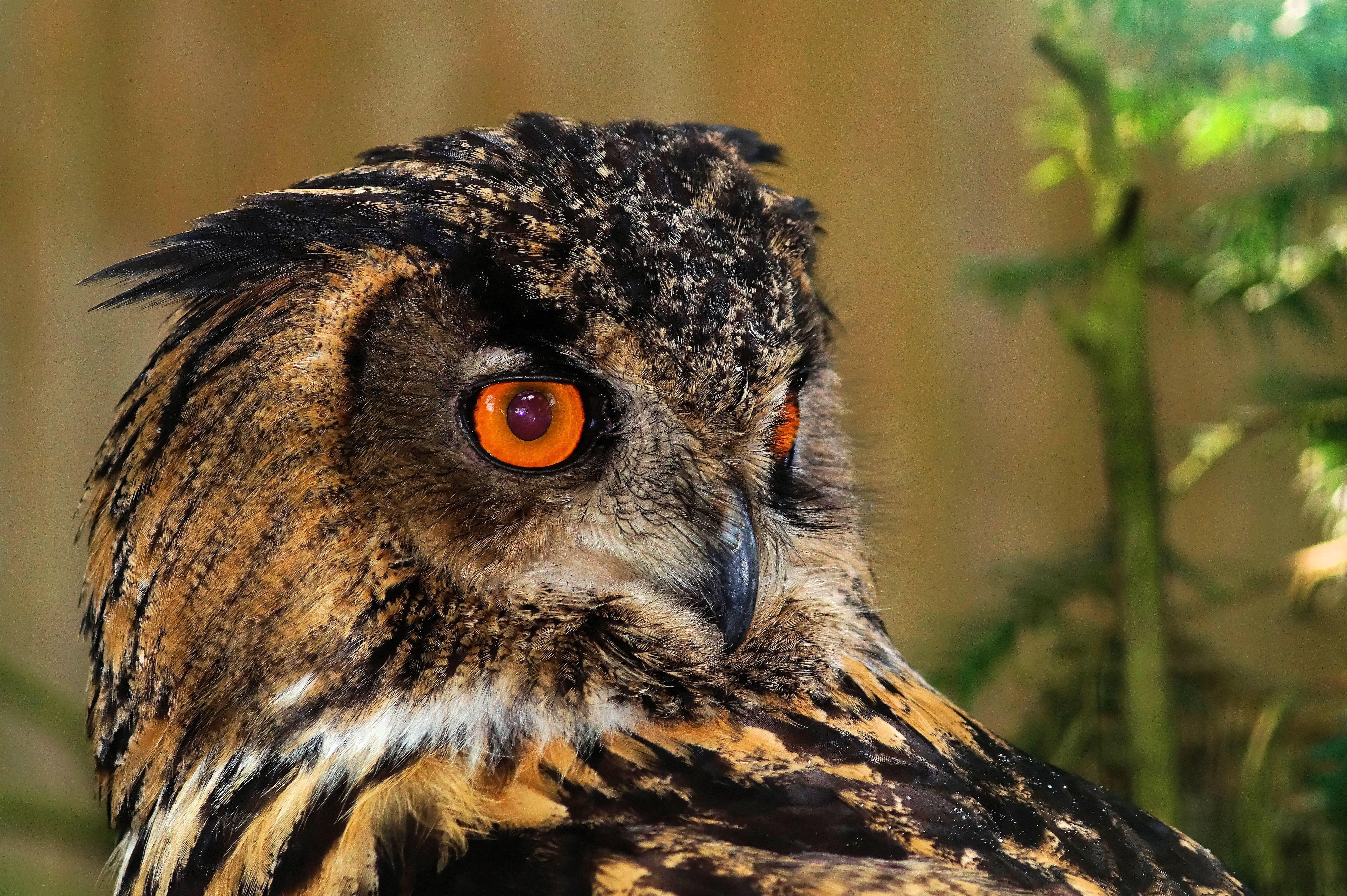 Eagle Owl, no people, animals in the wild, animal themes, animal eye, plant, vertebrate, beautiful, animal head, feather, nature, bird of prey, animal body part, HD Wallpaper