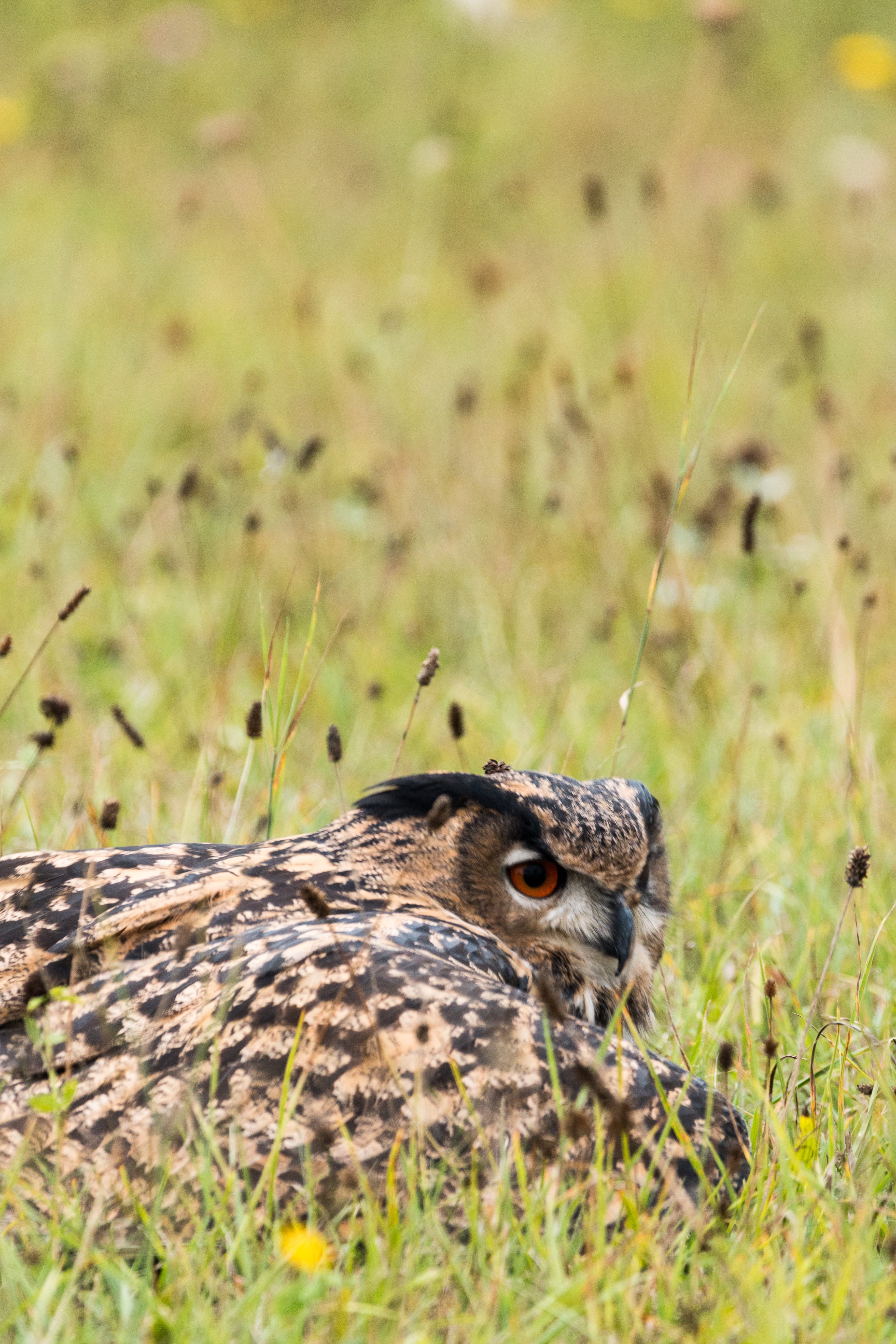 animal, Bubo Bubo, land, selective focus, raptor, field, bird of Prey, owl, plant, Eagle Owl, green color, mammal, brown, growth, beak, animal themes, one Animal, Phone HD Wallpaper
