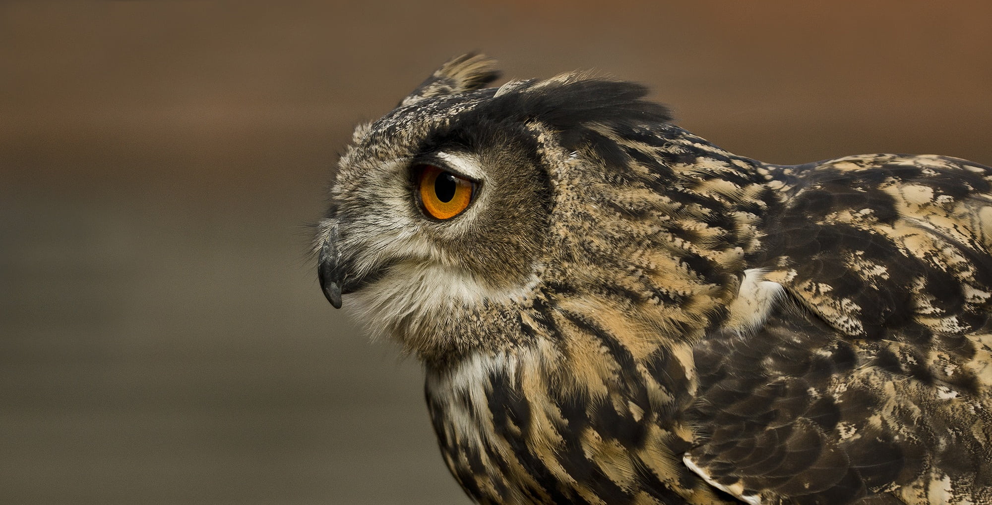 bubo bubo, rarely, animal wildlife, fly, yellow eyes, night active, wild bird, beak, no people, one animal, animal, portrait, owl, plumage, focus on foreground, HD Wallpaper