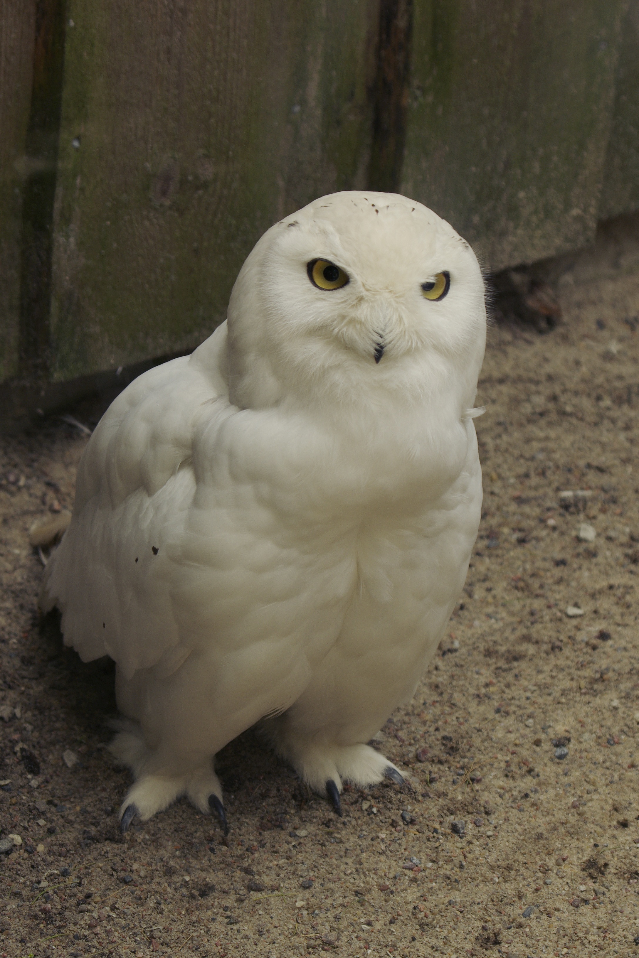 focus on foreground, 2K, no people, parrot, vertebrate, close-up, tallinn zoo, animals in the wild, white color, cockatoo, animal themes, portrait, animal wildlife, Phone HD Wallpaper