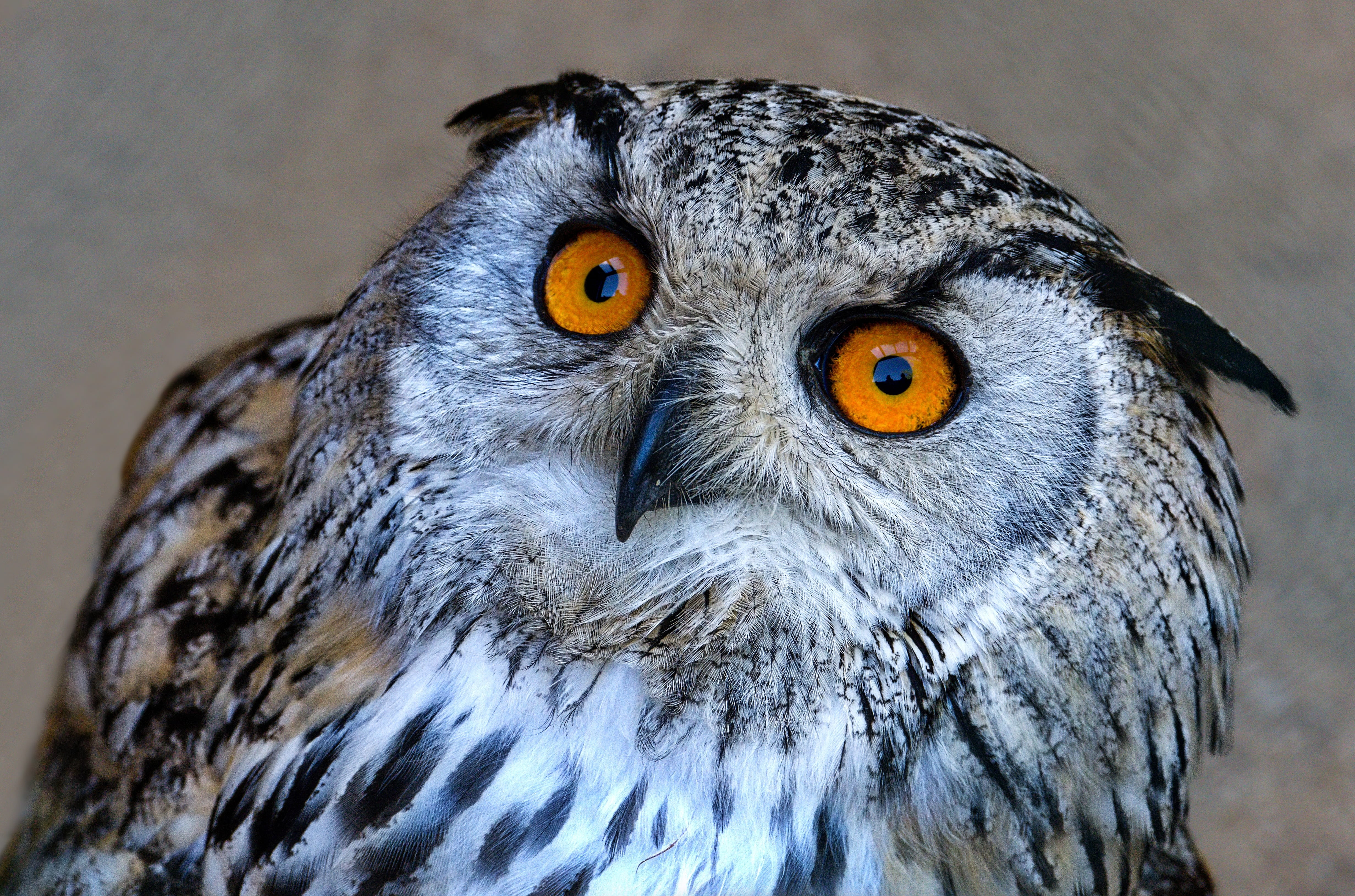 animals in the wild, 4K, looking at camera, beak, eagle, animal eye, nature, animal head, day, eared owl, animal wildlife, cute, portrait, no people, yellow eyes, HD Wallpaper
