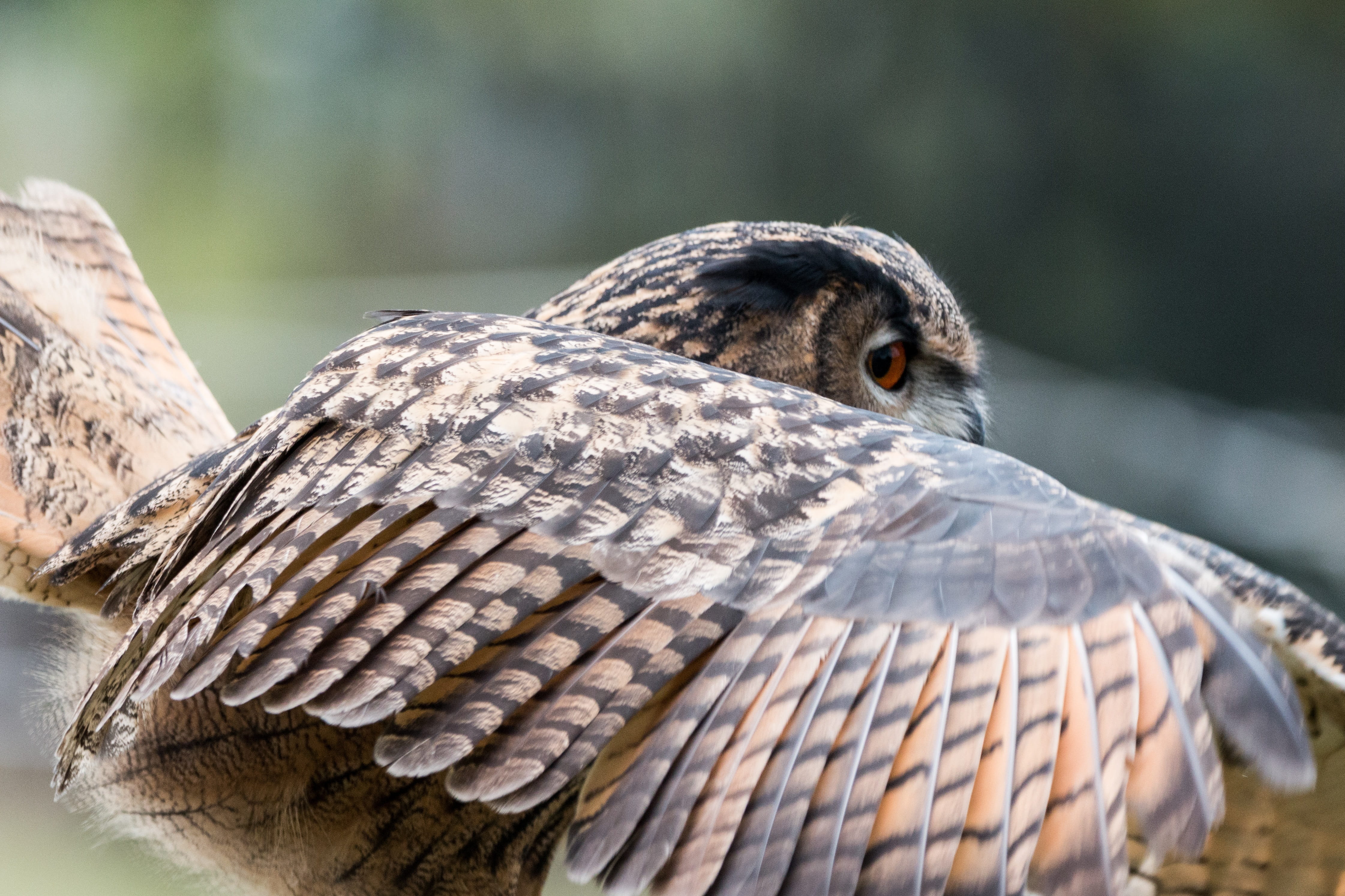 owl, portrait, animal body part, day, animal head, 4K, animal themes, close-up, animals in the wild, animal wildlife, focus on foreground, no people, eagle owl, HD Wallpaper
