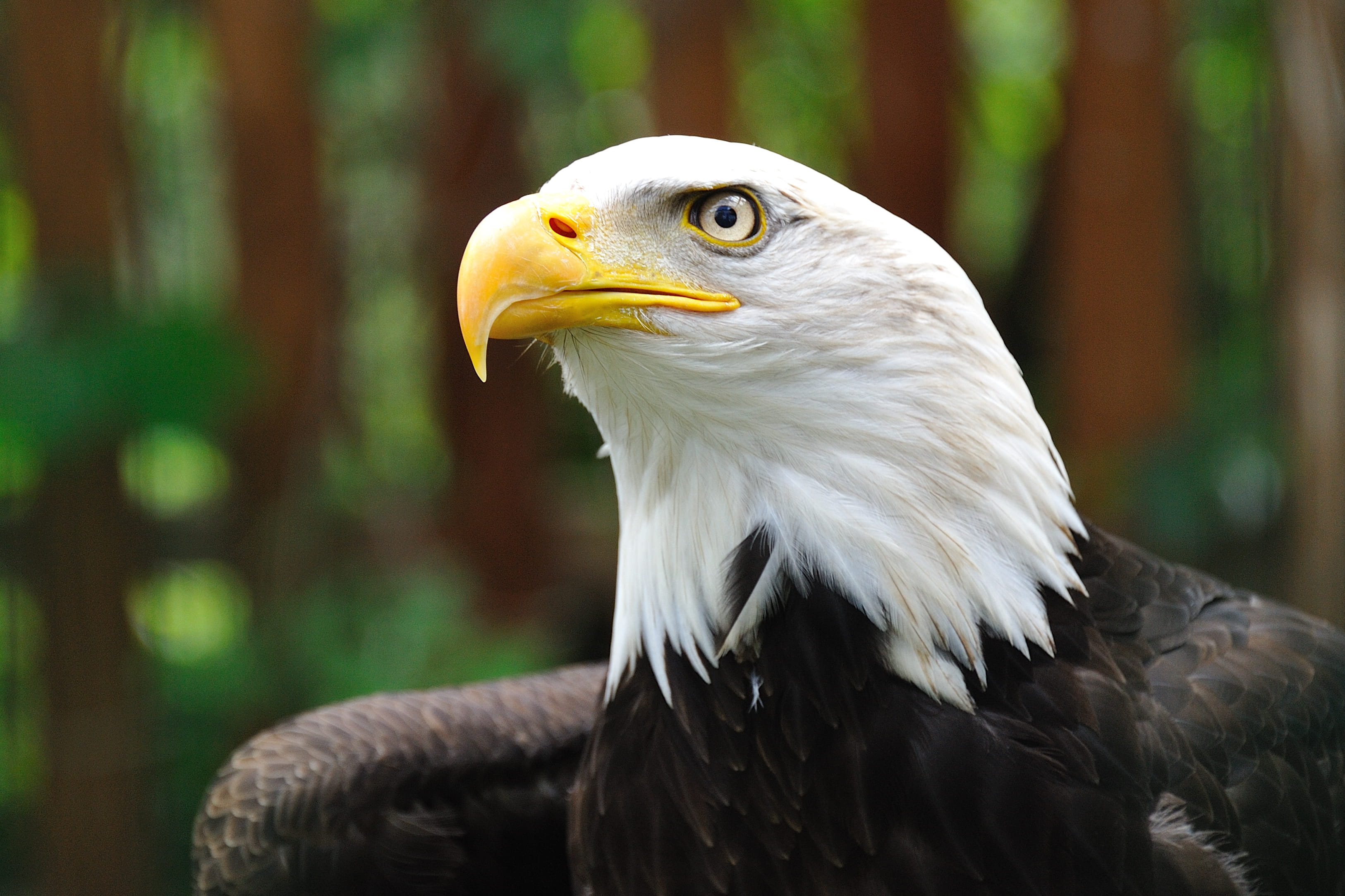 animal themes, animal body part, uSA, no people, one animal, selective, falcon - bird, eagle - Bird, animals In The Wild, photography, feather, nature, HD Wallpaper