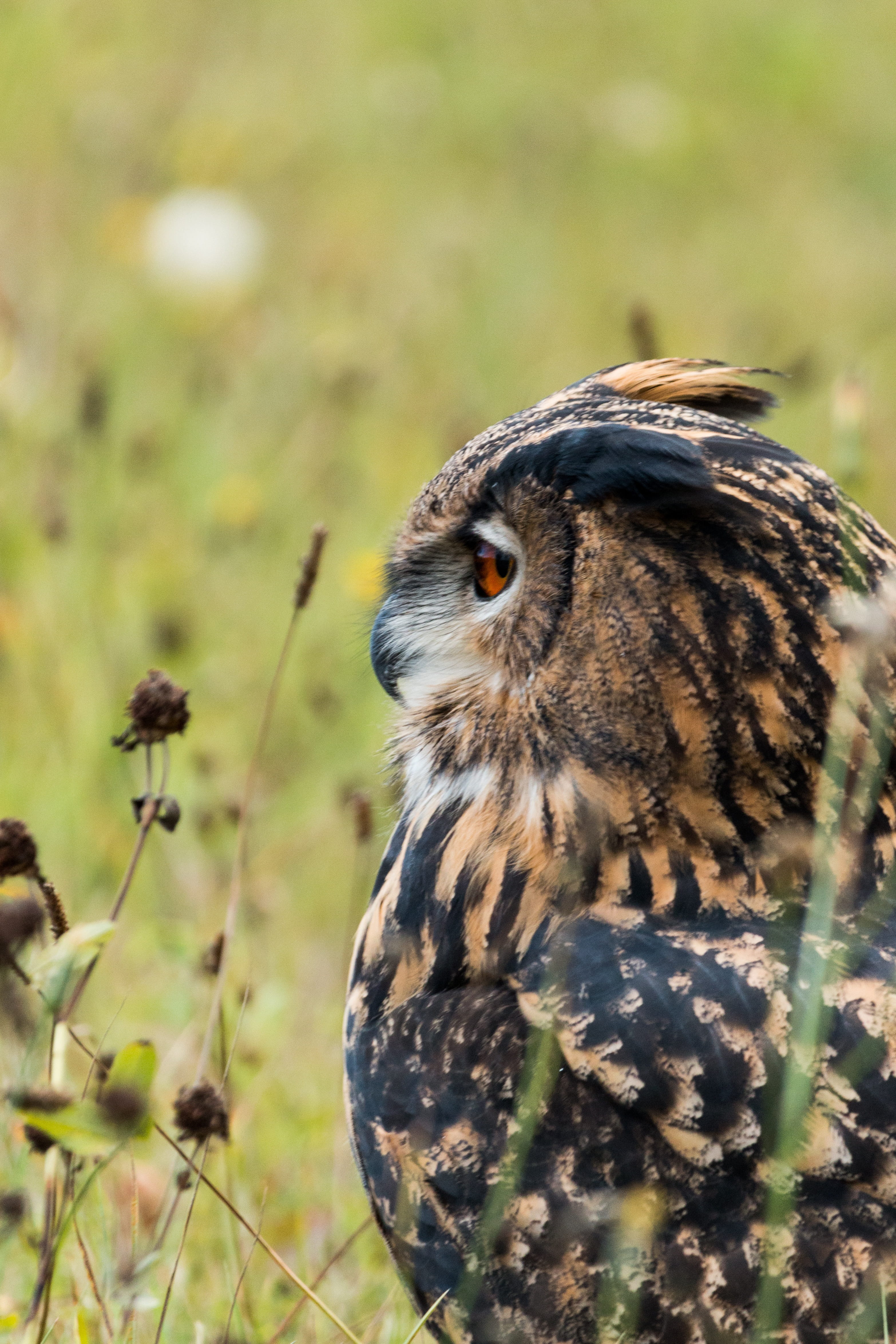 no people, animal themes, birds, animal wildlife, wild bird, falcon - bird, plant, bird of prey, animals in the wild, flying, selective focus, vertebrate, Phone HD Wallpaper