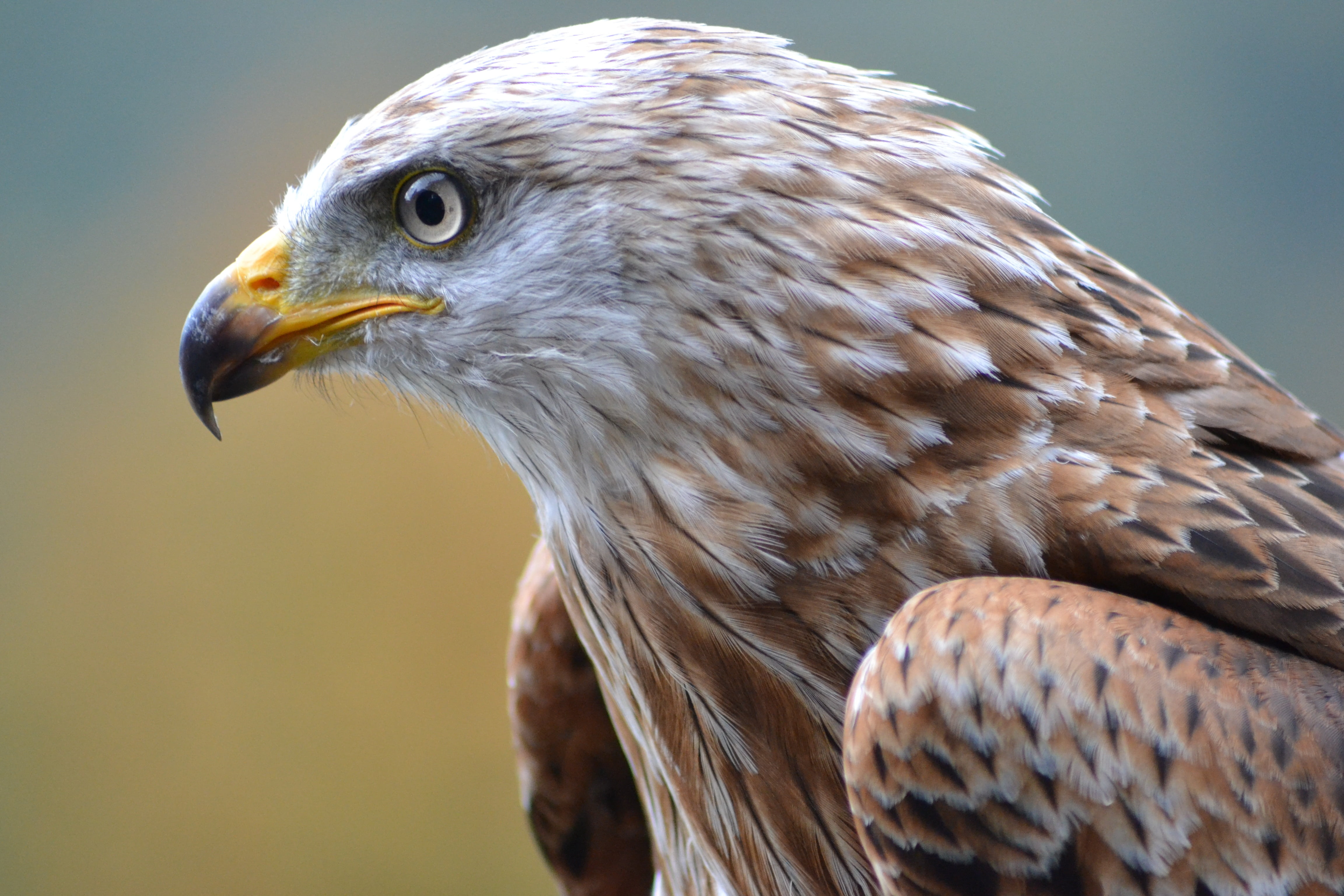 falcon - Bird, eagle - Bird, carnivore, brown, wildlife park, nature, animal head, wildlife, animal, eagle, day, daytime, animals Hunting, bird of Prey, HD Wallpaper