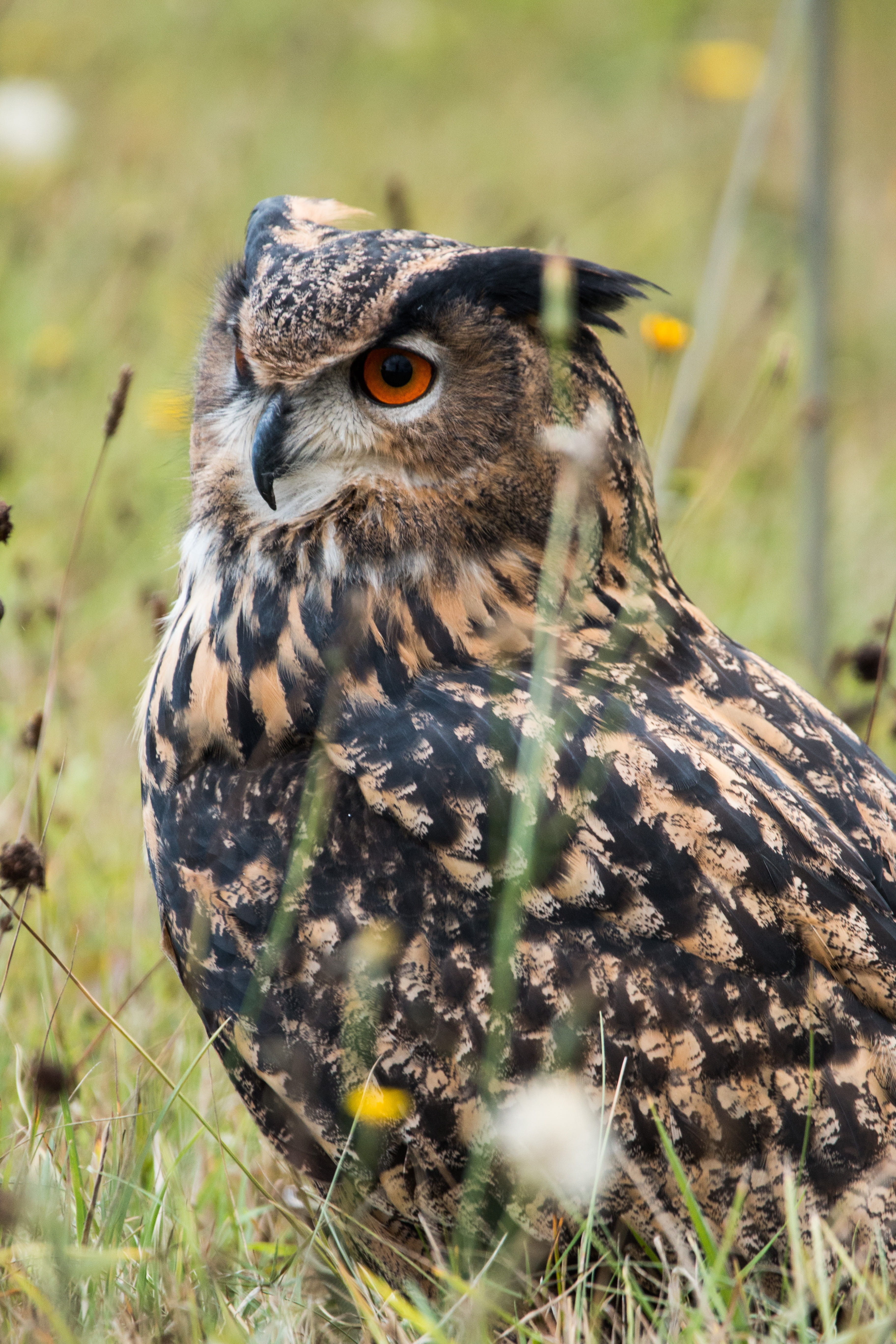 land, flying, bubo bubo, animal themes, animal eye, bird, eagle owl, yellow eyes, no people, animals in the wild, wild bird, birds, feather, owl, falcon - bird, Phone HD Wallpaper