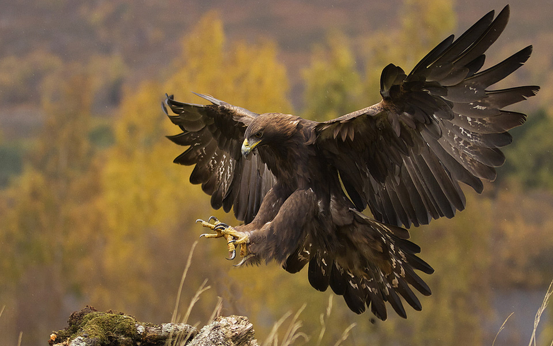 Eagle, Animal, Golden Eagle, Birds, 1080P, HD Wallpaper