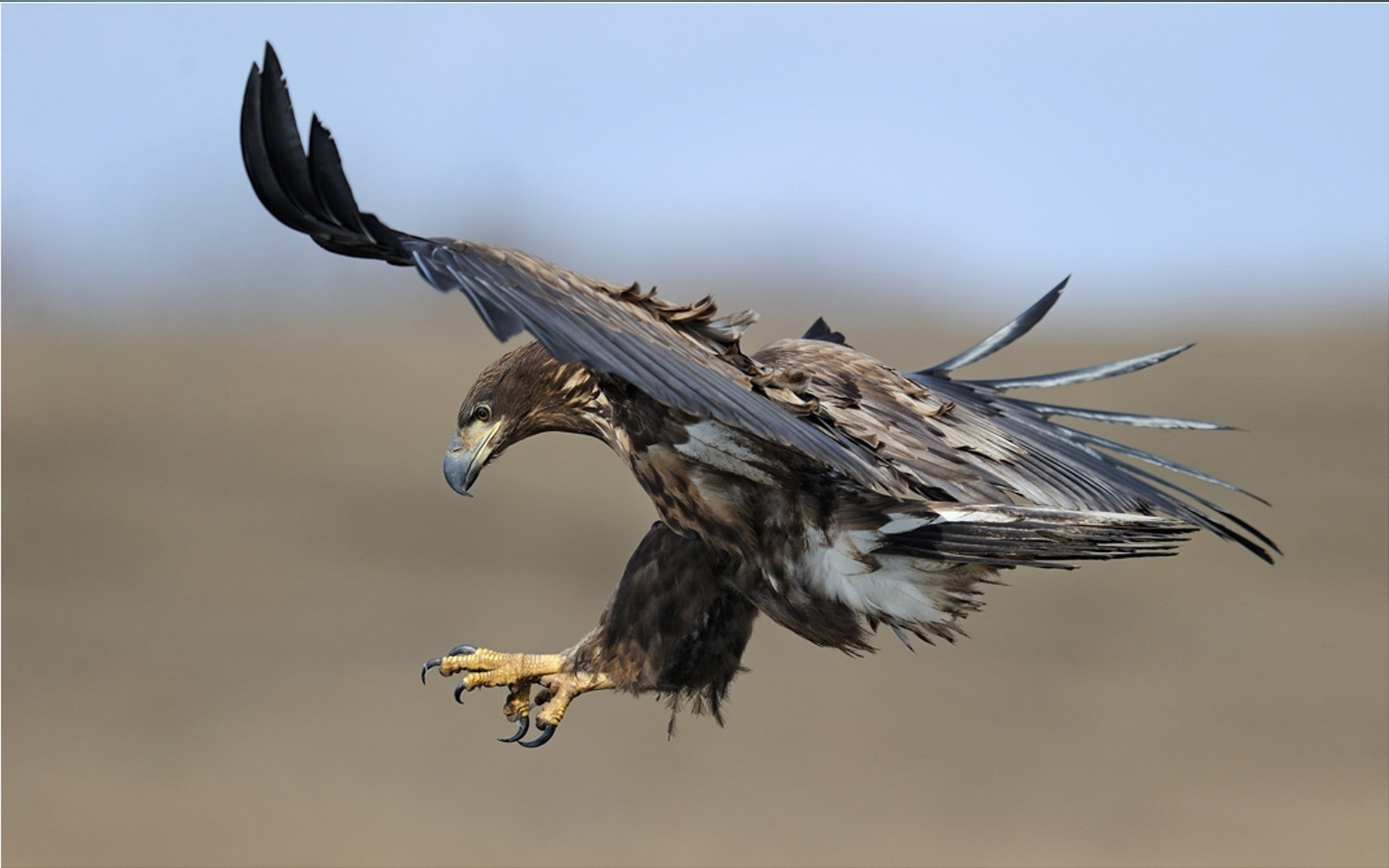 1080P, bird of prey, animals, birds, eagle, HD Wallpaper