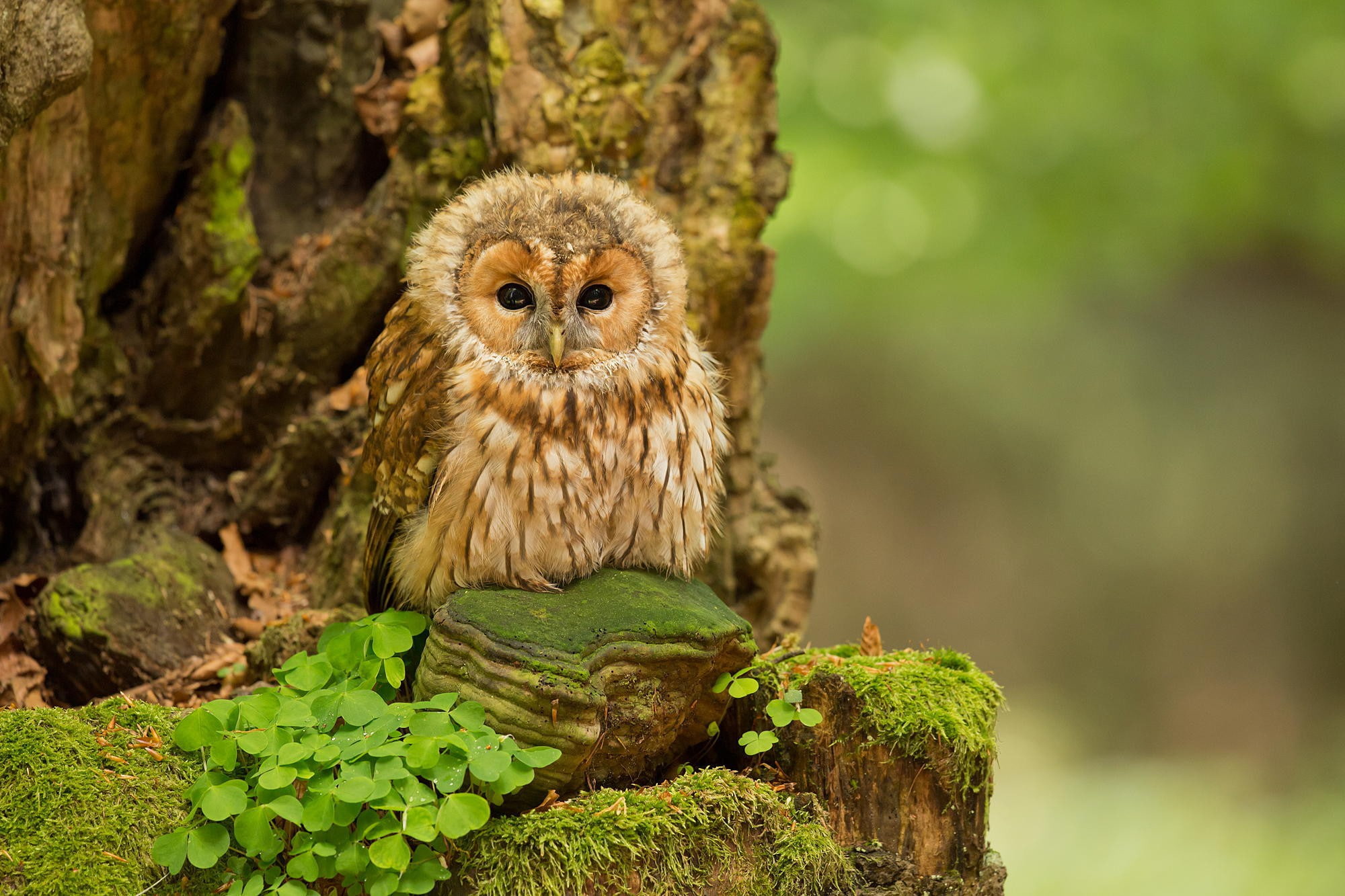 tawny, tawny owl, forest, white, Birds, brown, Nature, owl, ptinets, 1080P, HD Wallpaper