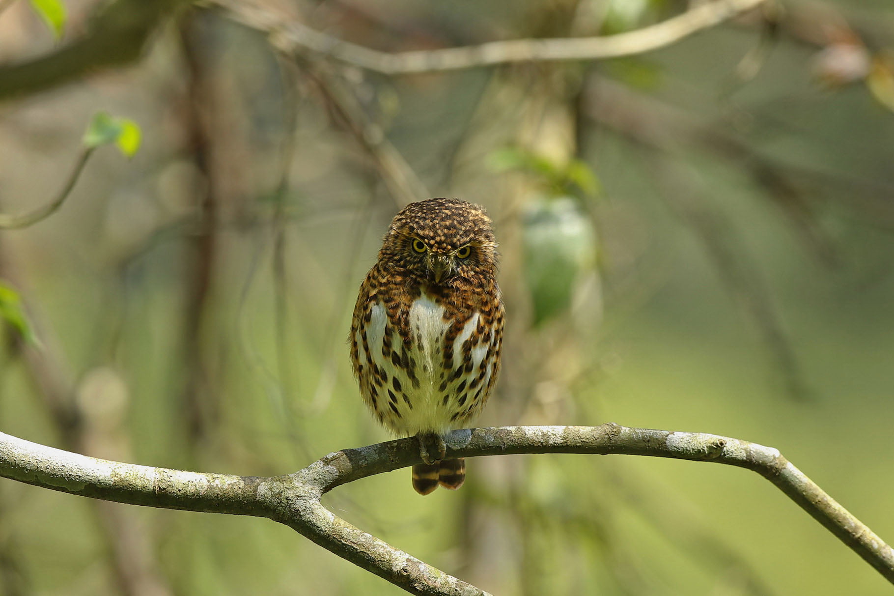 wildlife, Pygmy Owl, animals In The Wild, animal, brown, beak, Glaucidium brodiei, bird, white, Collared Owlet, white owl, 720P, outdoors, owl, nature, HD Wallpaper
