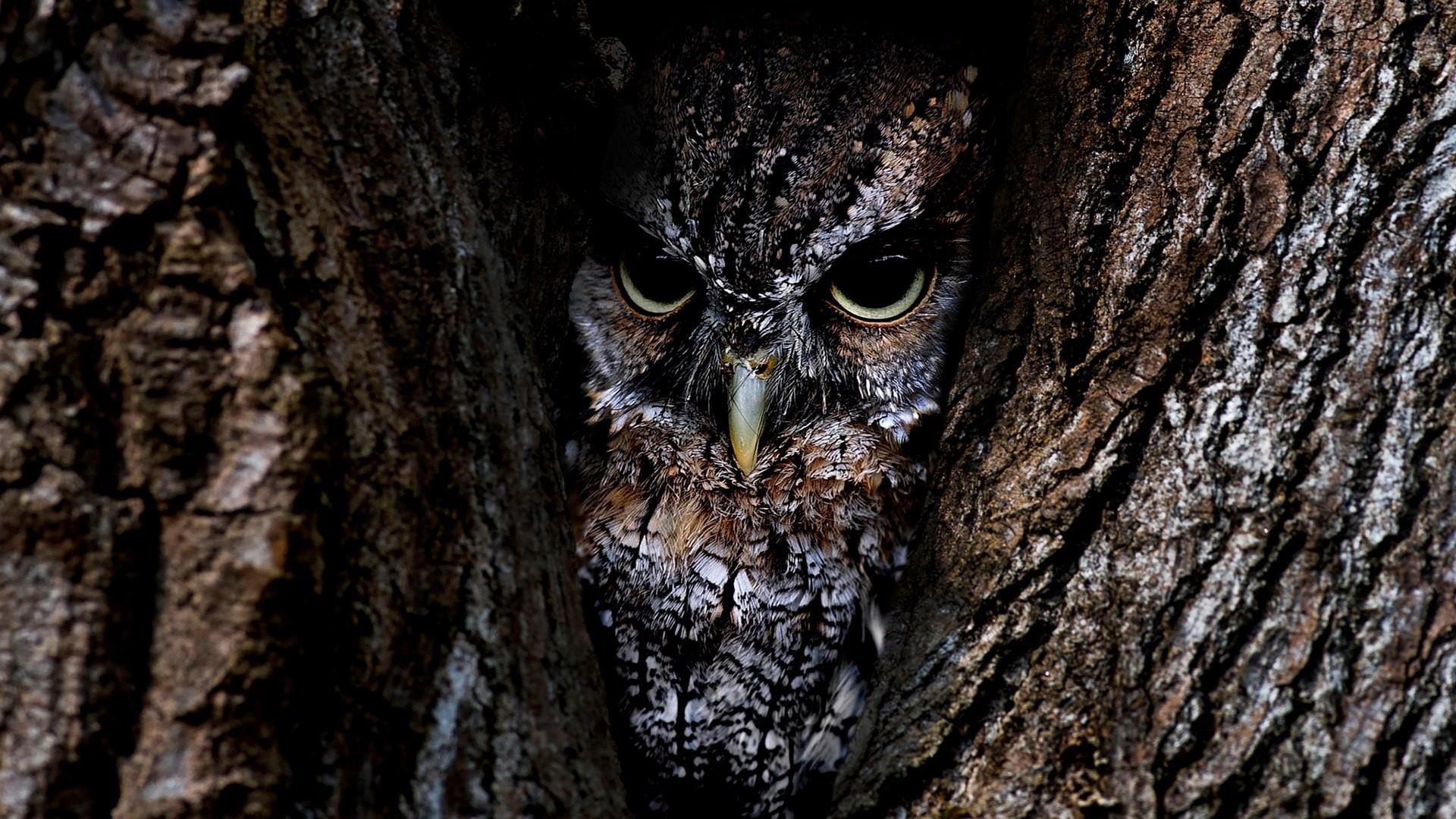 bird, forest, owl, animal wildlife, day, animal eye, camouflaged, camouflage, no people, trunk, tree trunk, camouflaging, portrait, wood - material, wildlife, HD Wallpaper