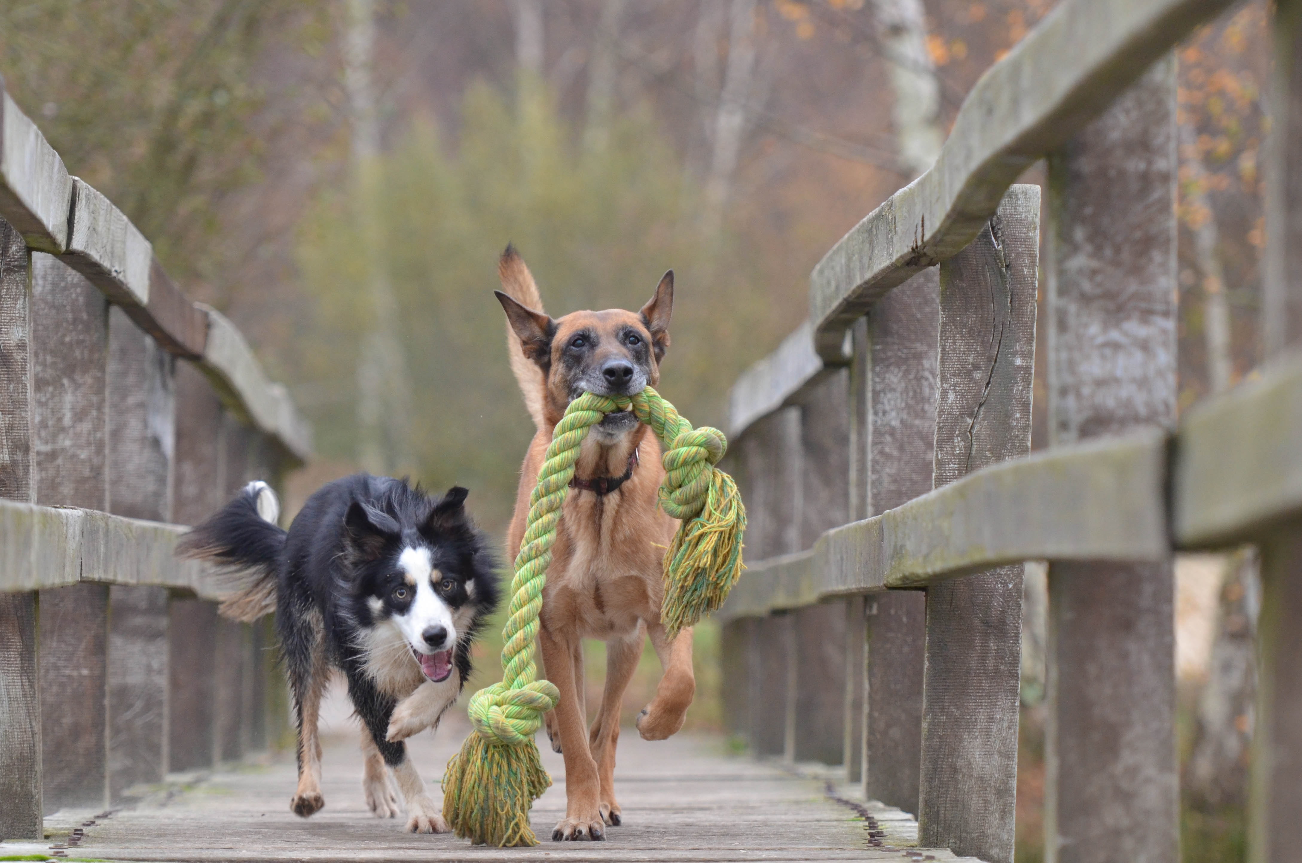 animal, malinois and border collie, white, rope, fence, playing dogs, people, belgian, malinois, long, 4K, one animal, black, motion, border collie, biting, HD Wallpaper