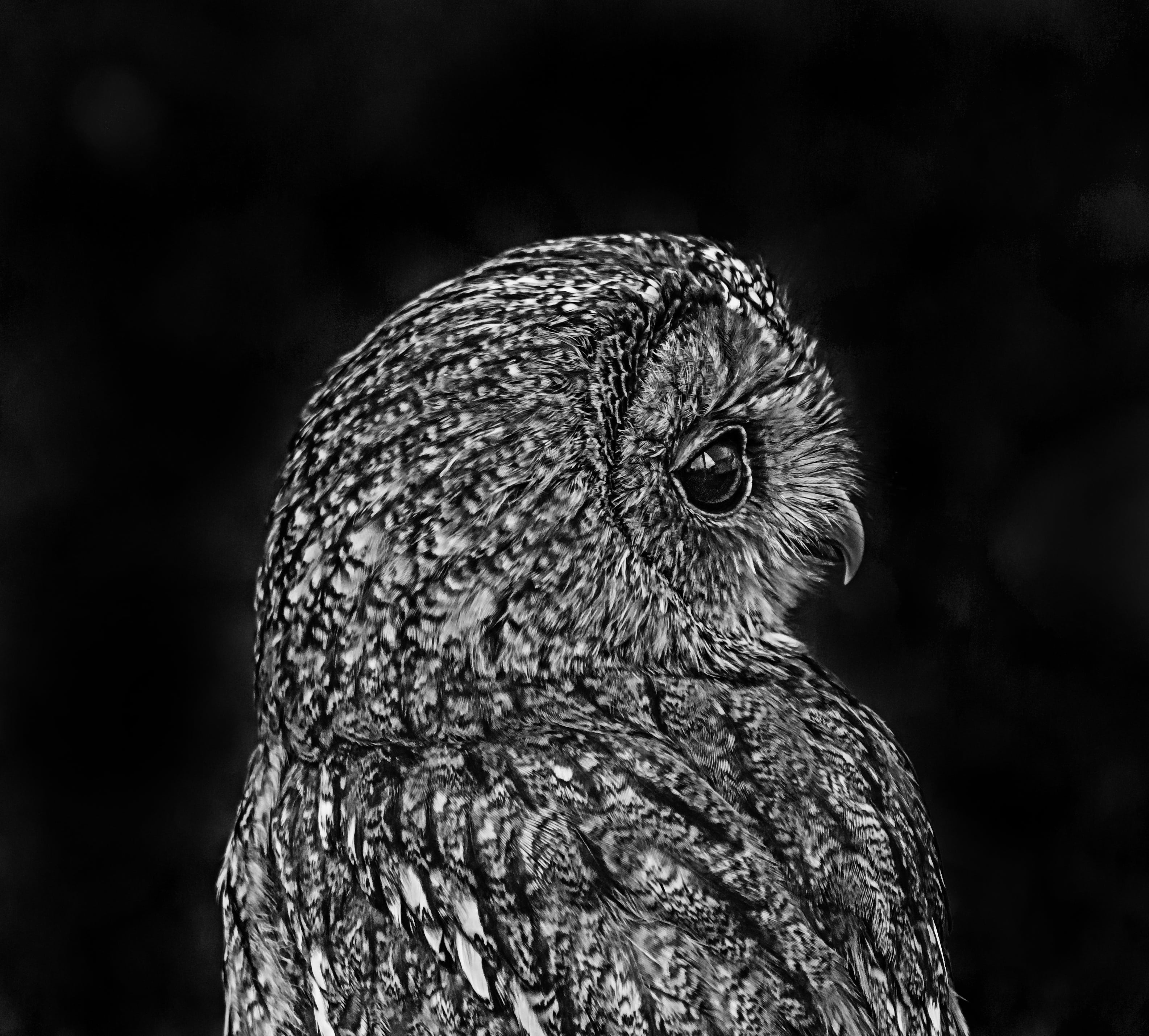beak, no people, close-up, animal, feather, profile view, animal wildlife, falcon - bird, vertebrate, gray, portrait, focus on foreground, one animal, nature, HD Wallpaper