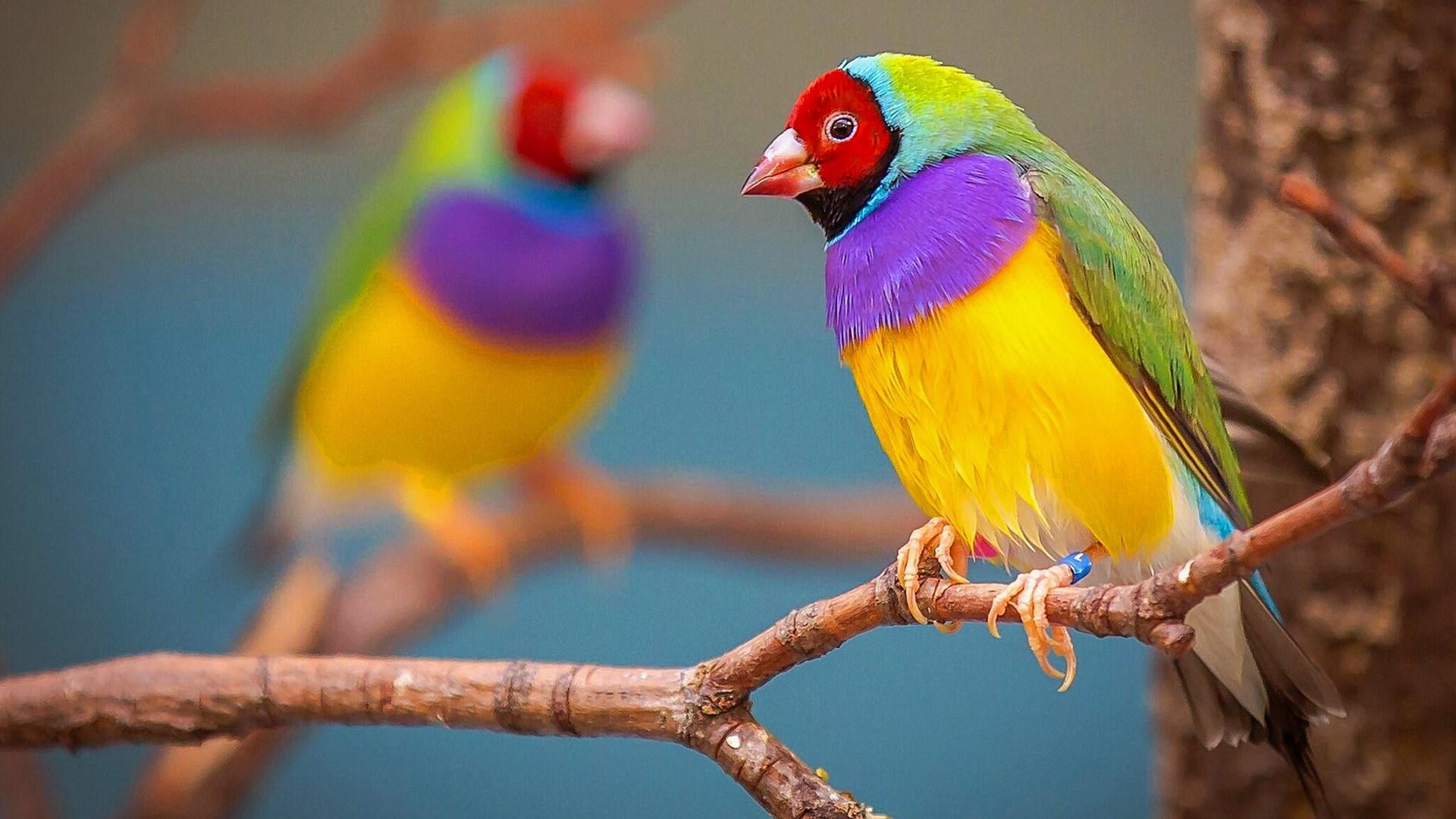 one animal, feather, blue, parrot, beauty in nature, branch, yellow, outdoors, no people, perching, gouldian finch, multi colored, rainbow lorikeet, feathered, HD Wallpaper